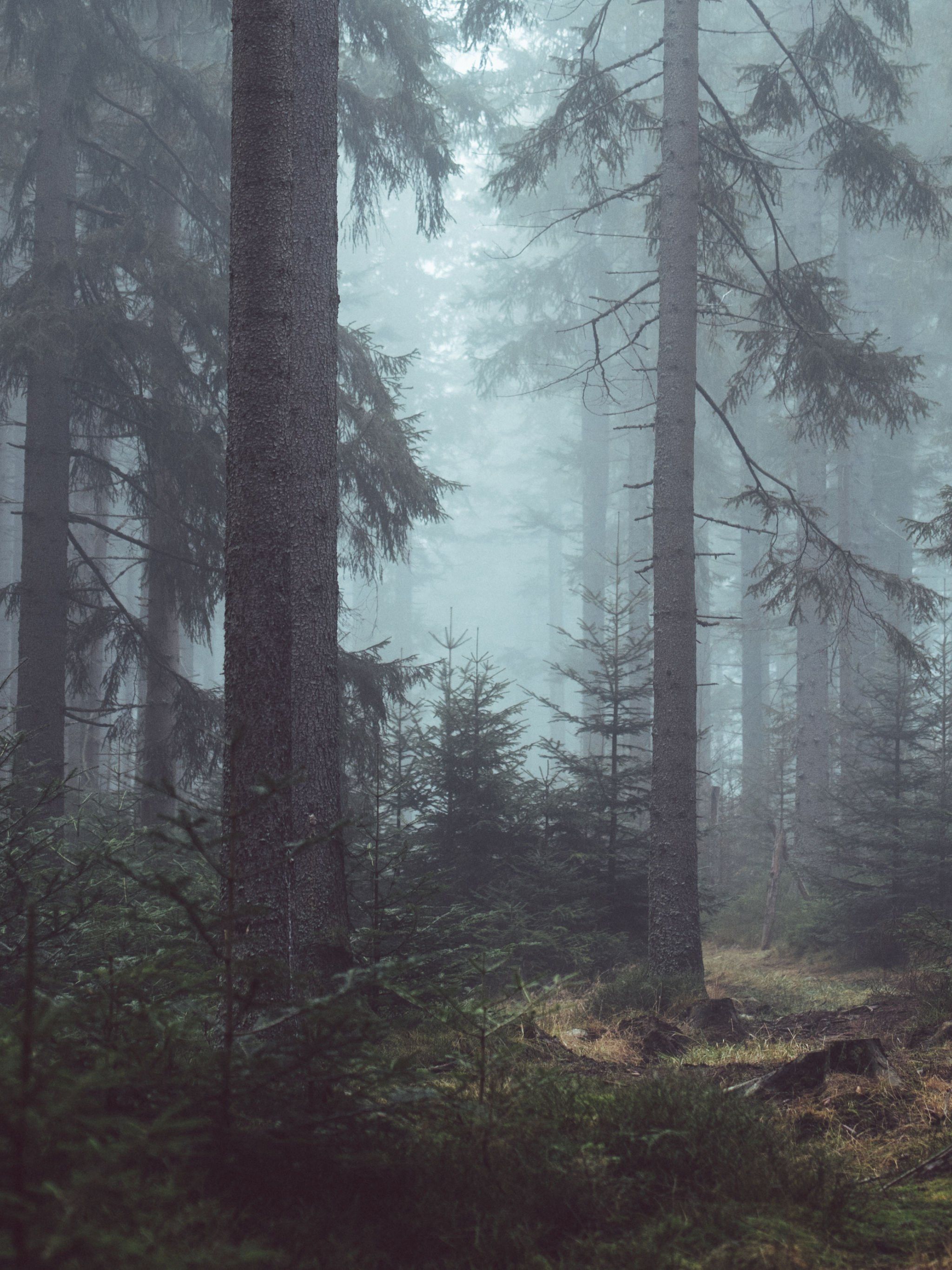 Misty Forest Wallpaper, Android & Desktop Background