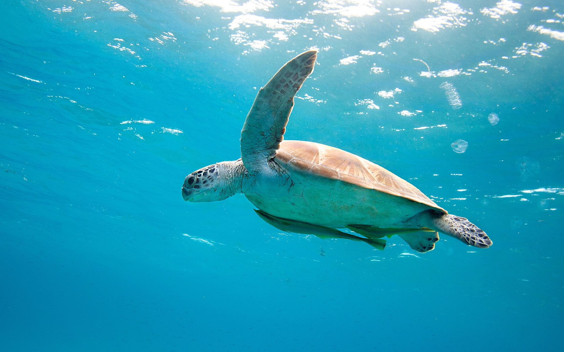 Sea Turtle Desktop Background