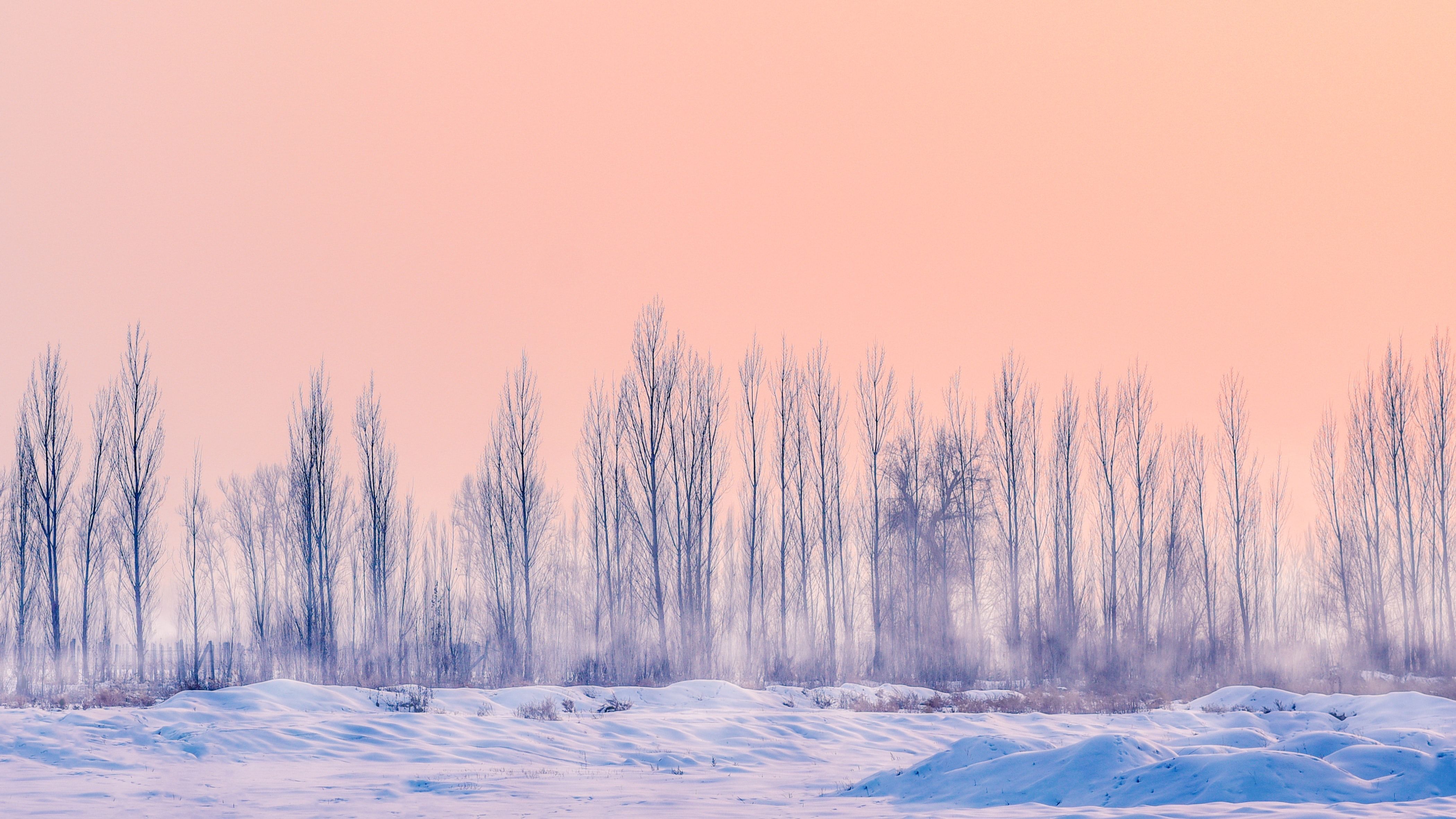 snowfield with dried trees. Winter wallpaper, Pastel background, Pastel sunset