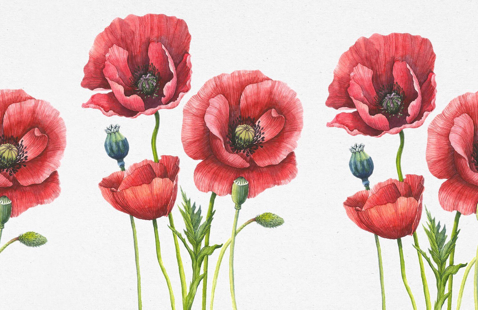 Red Poppies Wallpaper