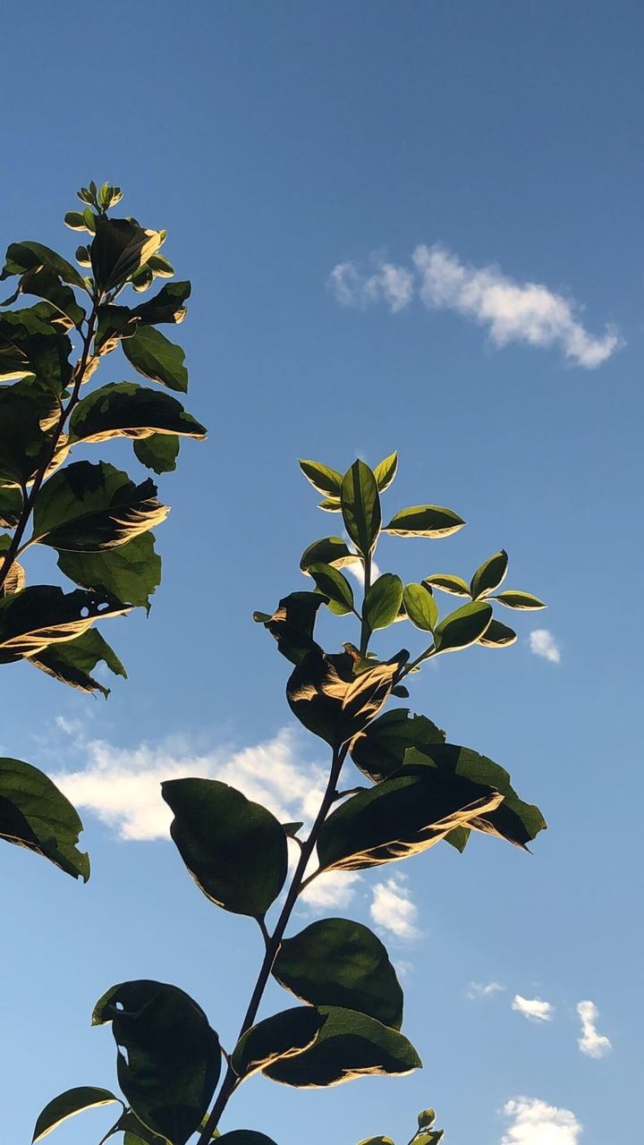 plants, water, sky and hot