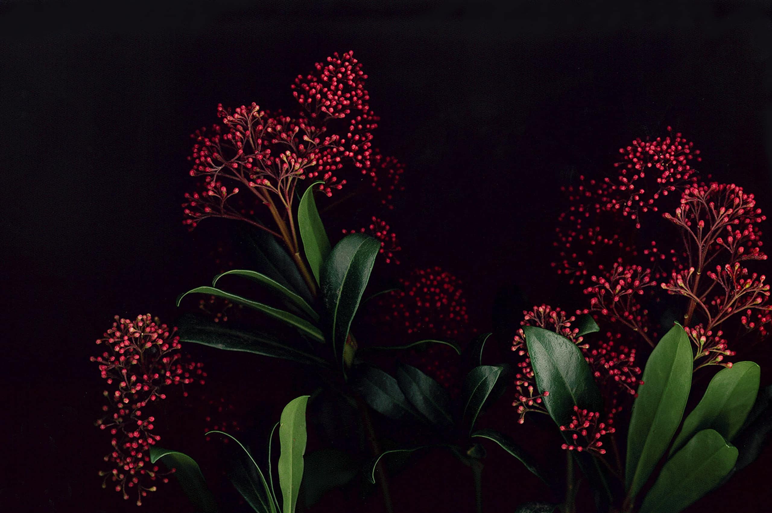 Wallpaper you read all about flowers
