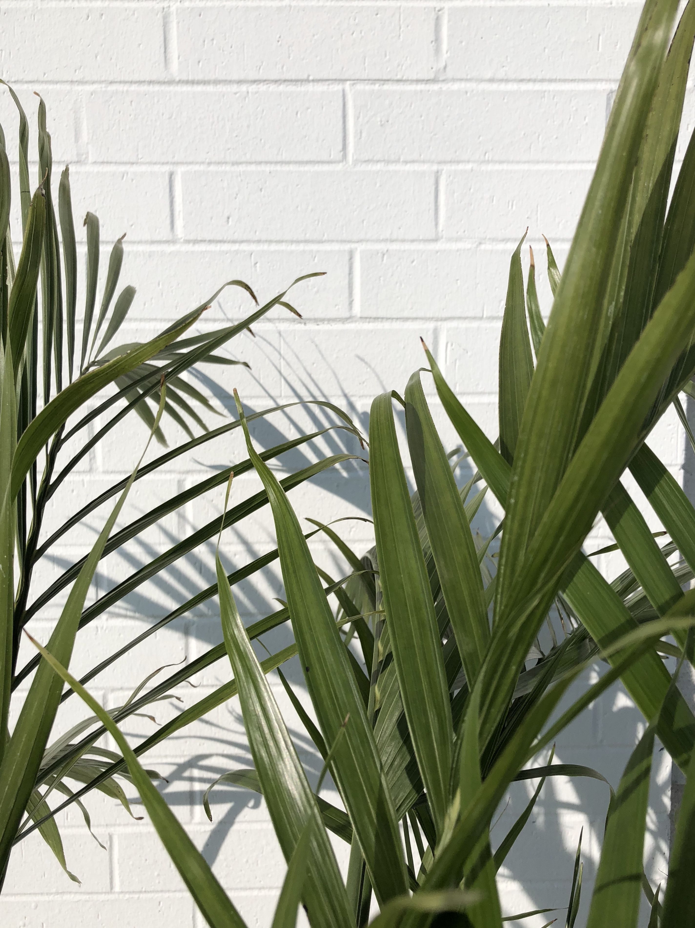 Green Plant Aesthetic Wallpaper