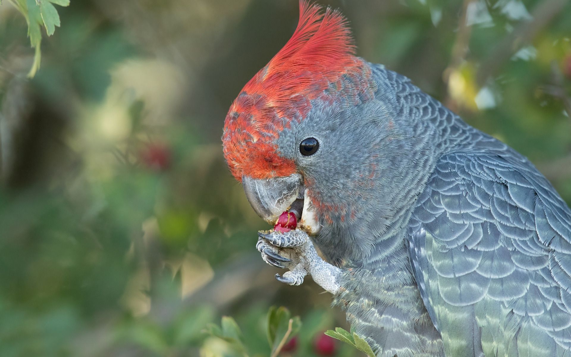 Download Wallpaper Gang Gang Cockatoo, Gray Parrot, Australian Birds, Gray Cockatoo, Callocephalon Fimbriatum, Australia For Desktop With Resolution 1920x1200. High Quality HD Picture Wallpaper