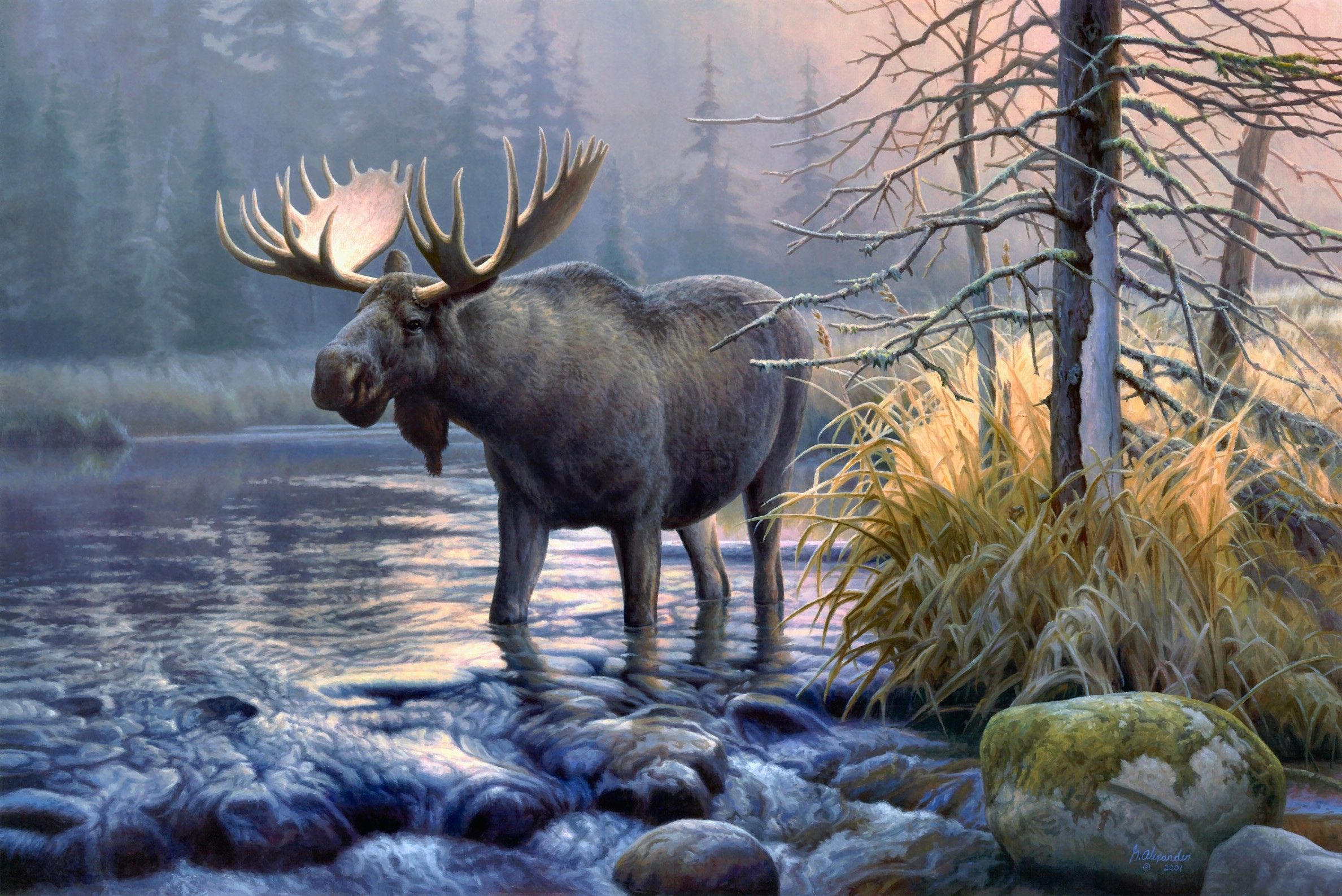 Moose Wallpaper. Moose Wallpaper, Bull Moose Wallpaper and Xmas Moose Wallpaper