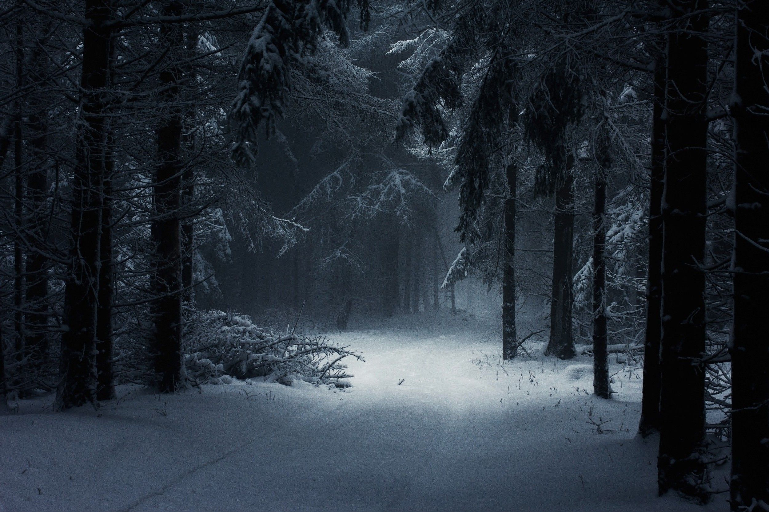 Dark Winter Forest Desktop Wallpaper Free Dark Winter Forest Desktop Background
