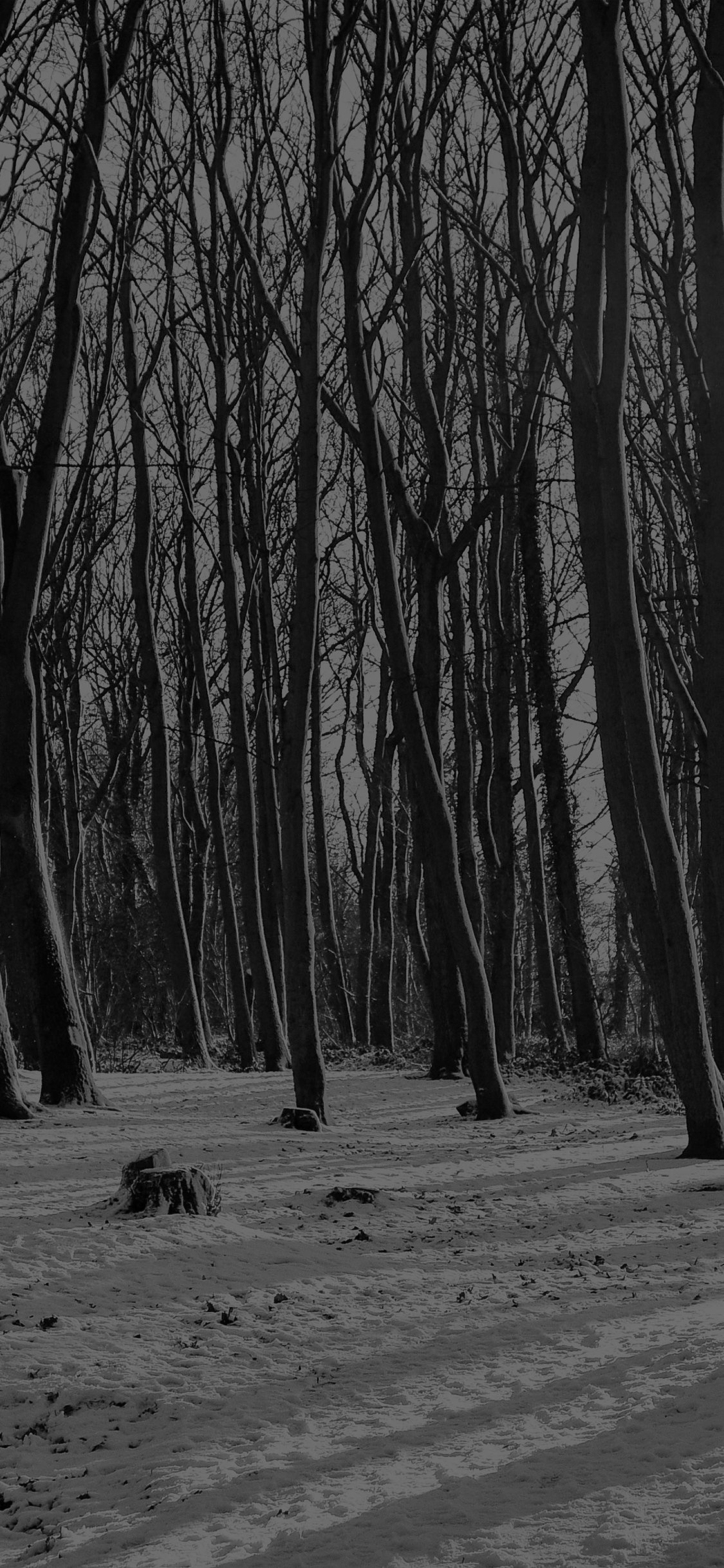 Cold Winter Forest Snow Nature Mountain Dark Bw Wallpaper