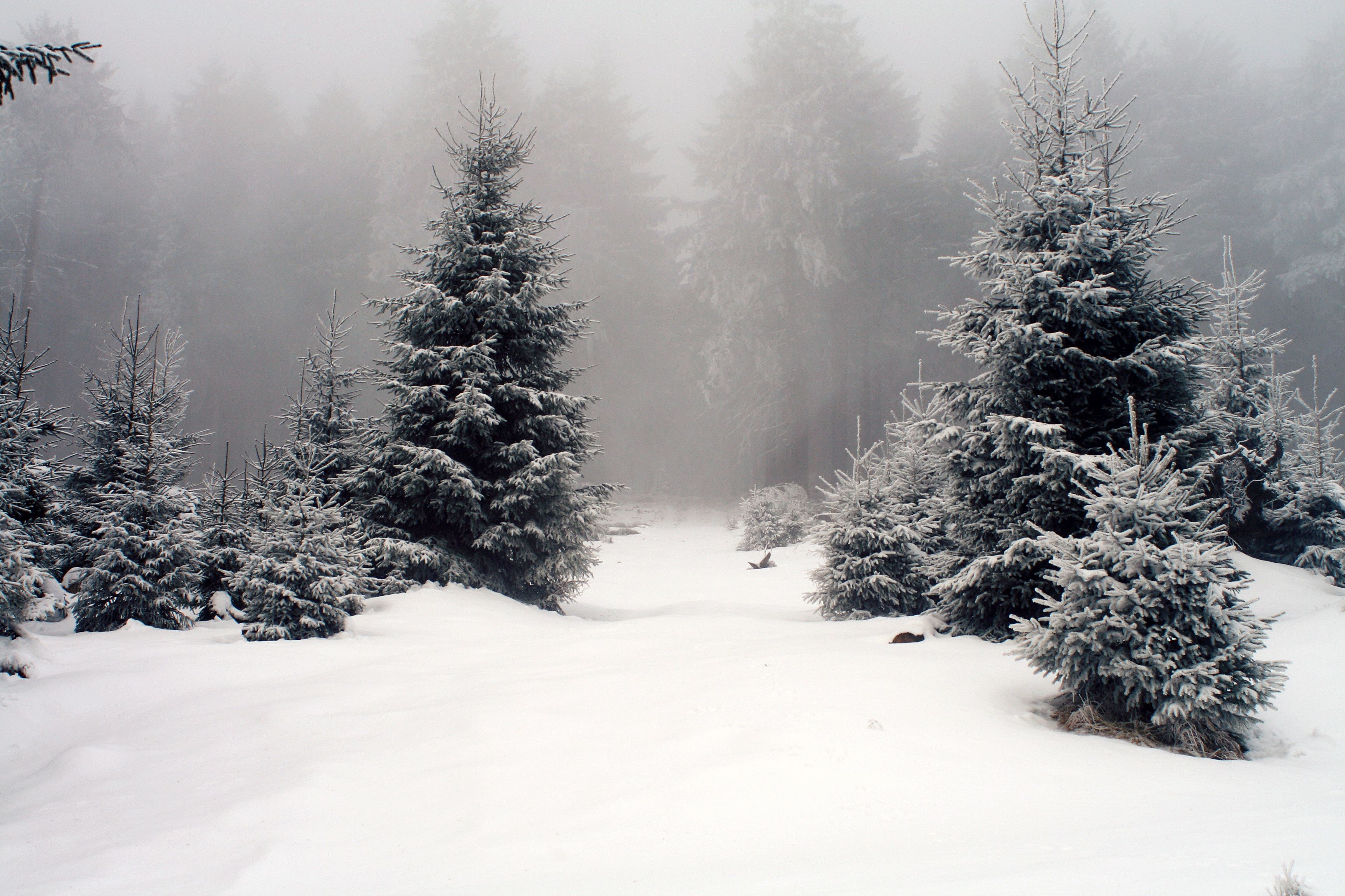 Fog in winter forest. Most beautiful wallpaper stunning natural landscapes. Winter, snow, spruce