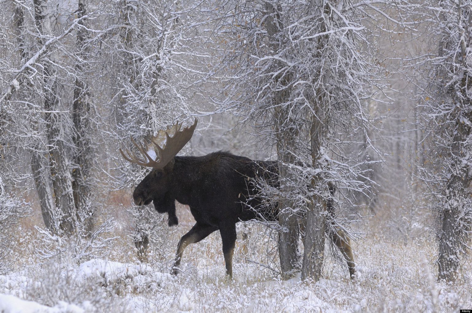 HD Wallpaper top. Moose painting, Moose animal, Bull moose