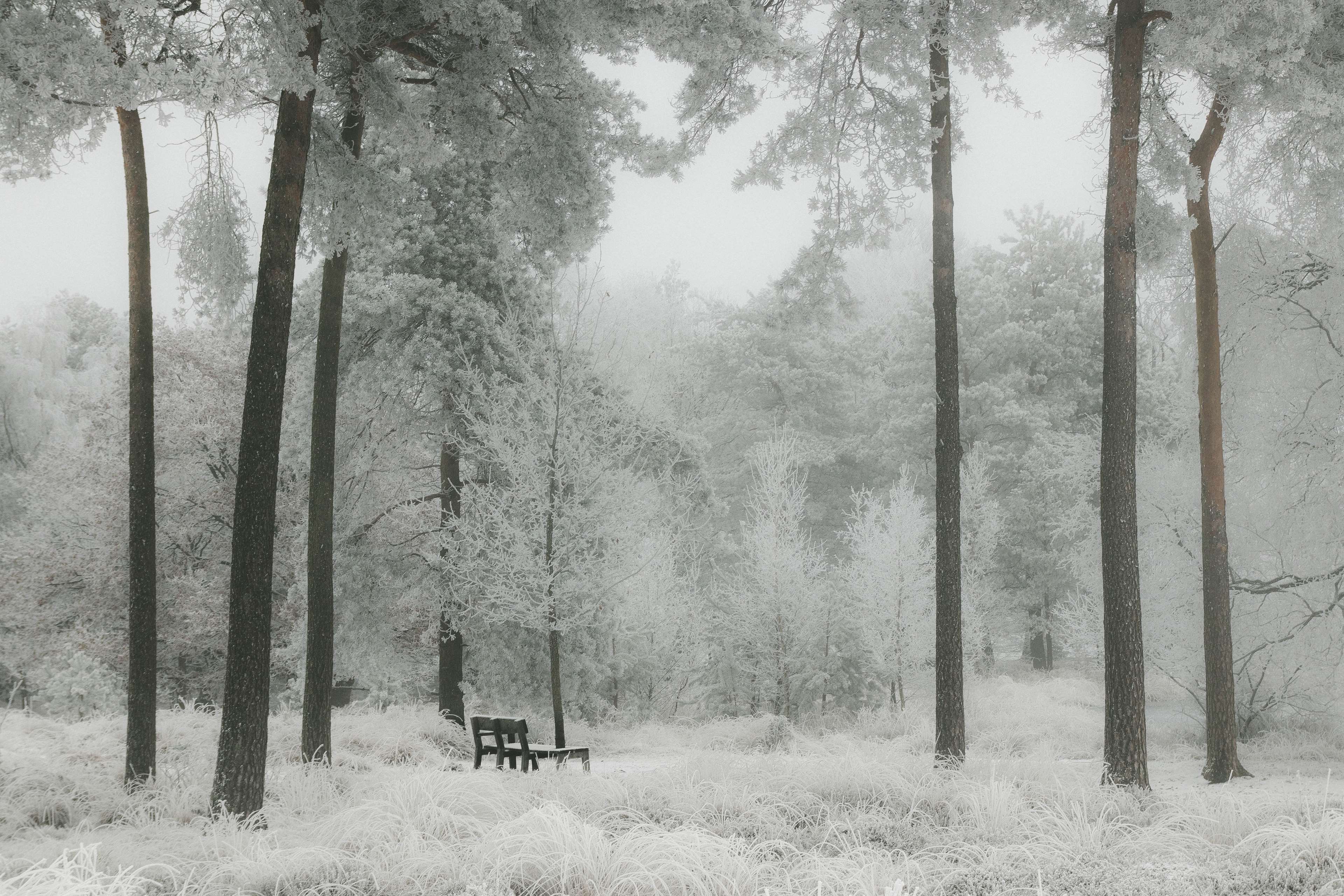 Black And White Winter Forest Wallpaper