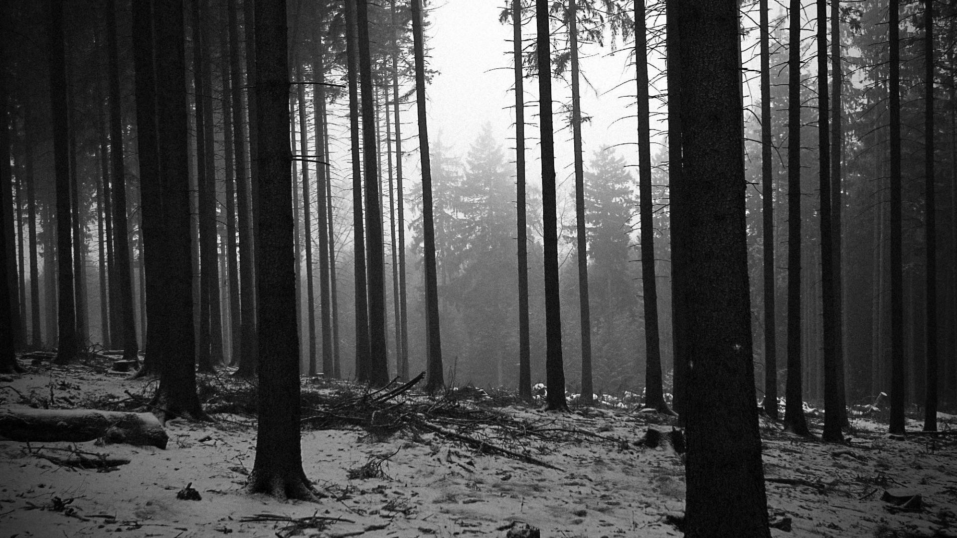 Black and White Forest Wallpaper