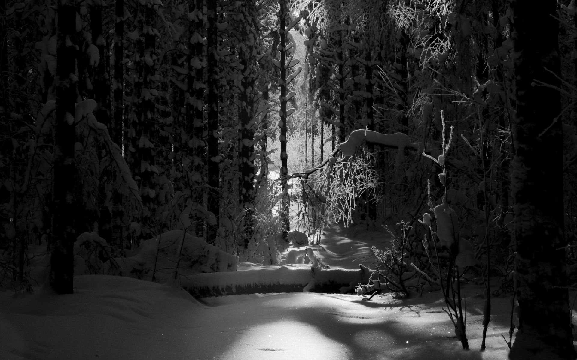 Black and White Forest Background for Desktop
