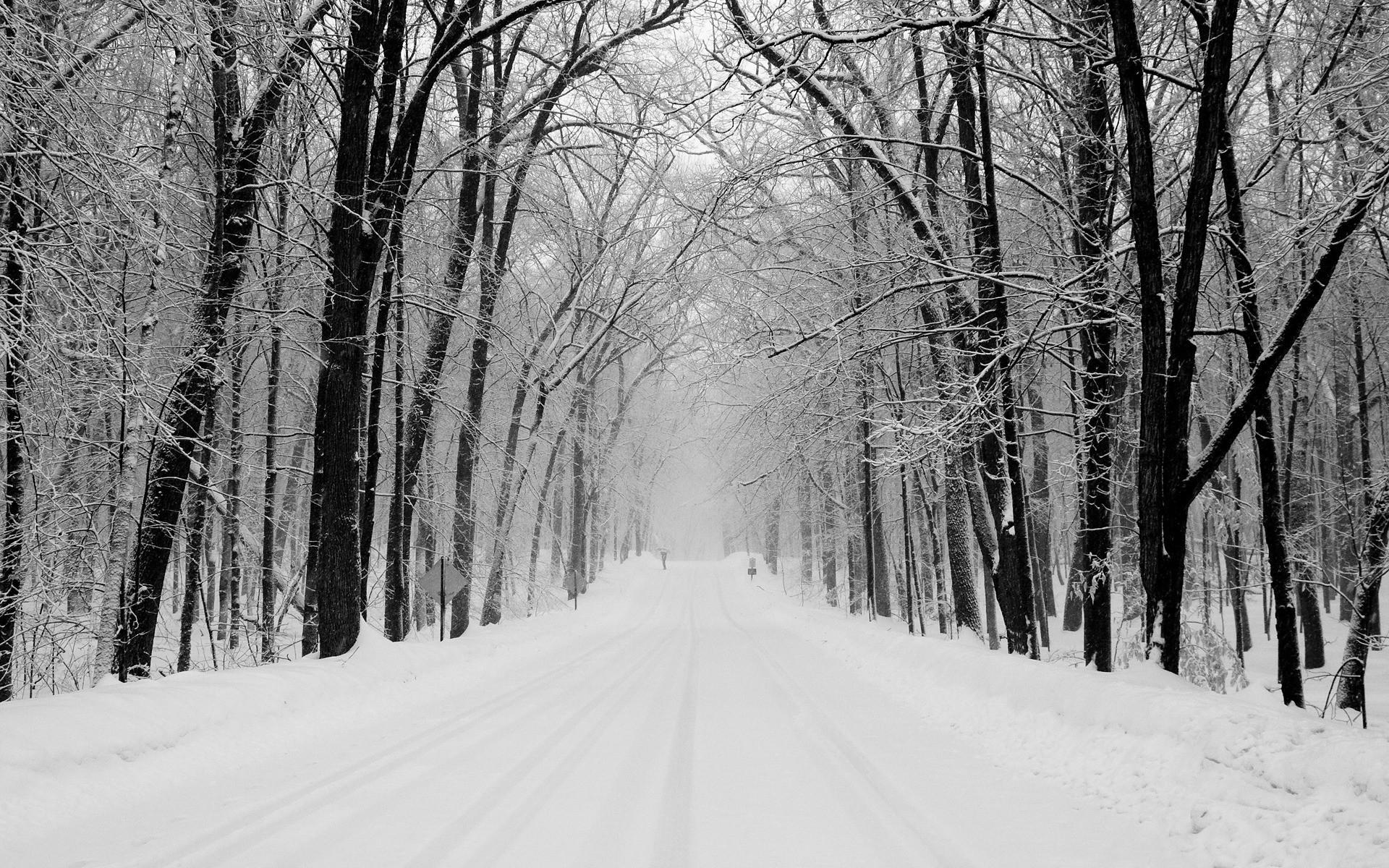 Black And White Winter Forest Wallpaper