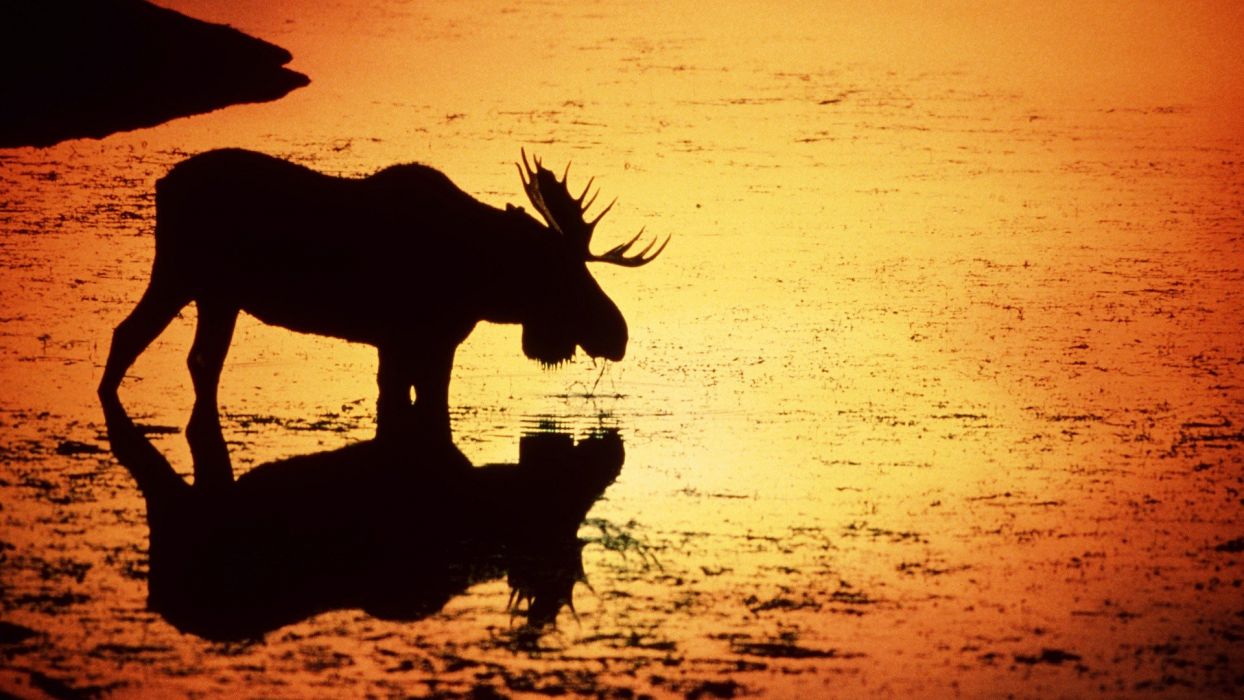 Water sunset silhouettes deer Wyoming rivers moose wallpaperx1080