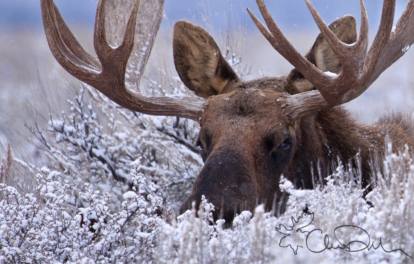 Wallpaper winter, snow, horns, the bushes, moose image for desktop, section животные