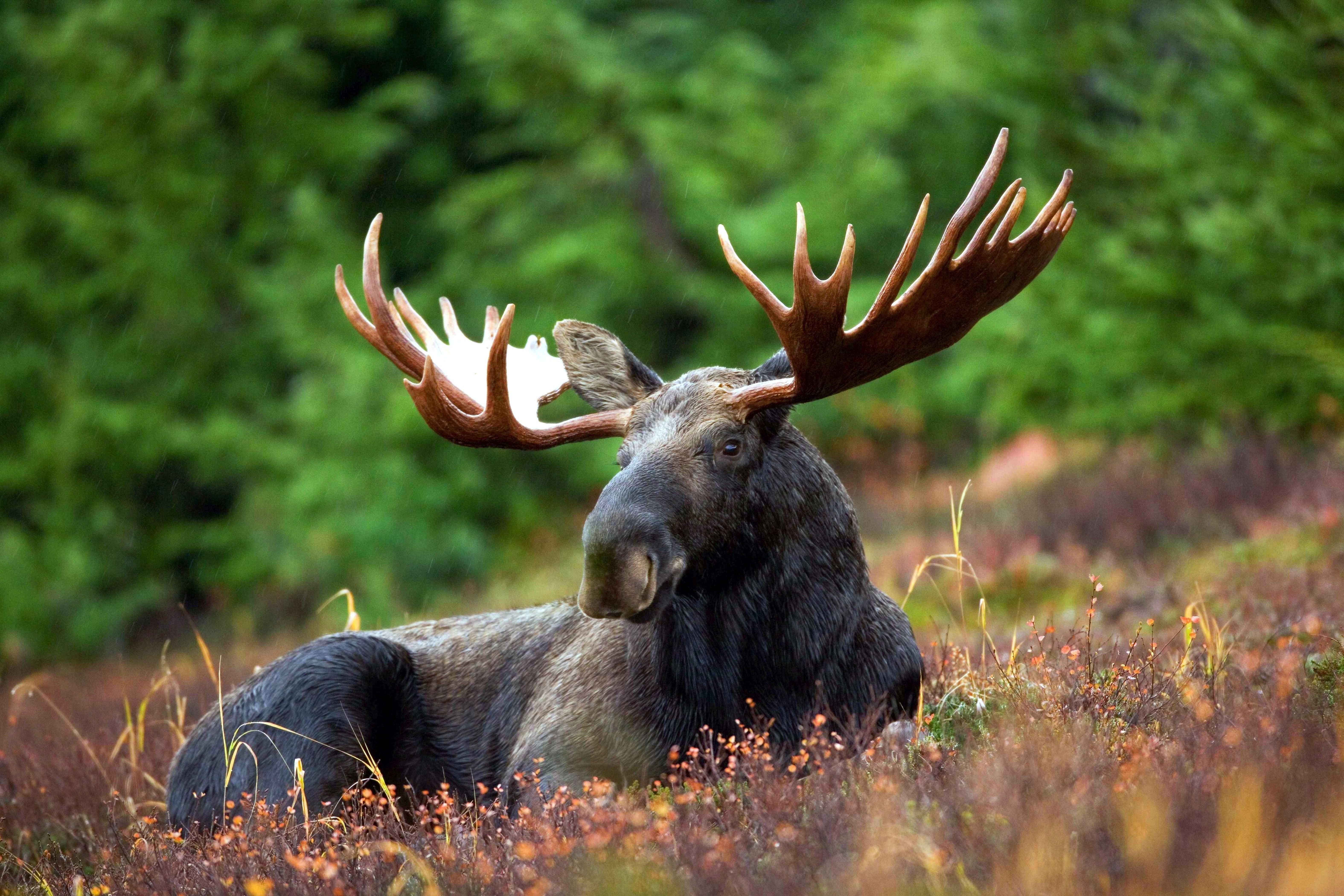 Moose Picture [HD]. Download Free Image