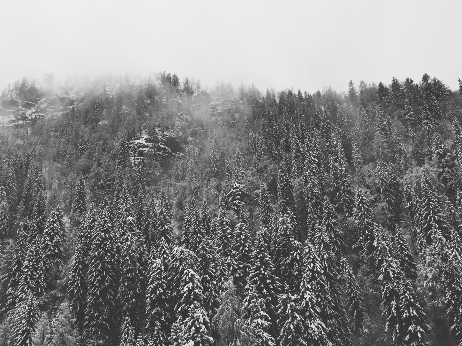 Nature Landscape Trees Forest Snow Winter Cold Fog Wallpaper.com. Best High Quality Wallpaper