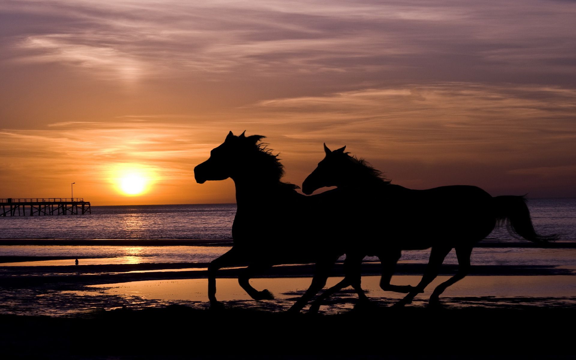 Лошадь бежит по морю в закате