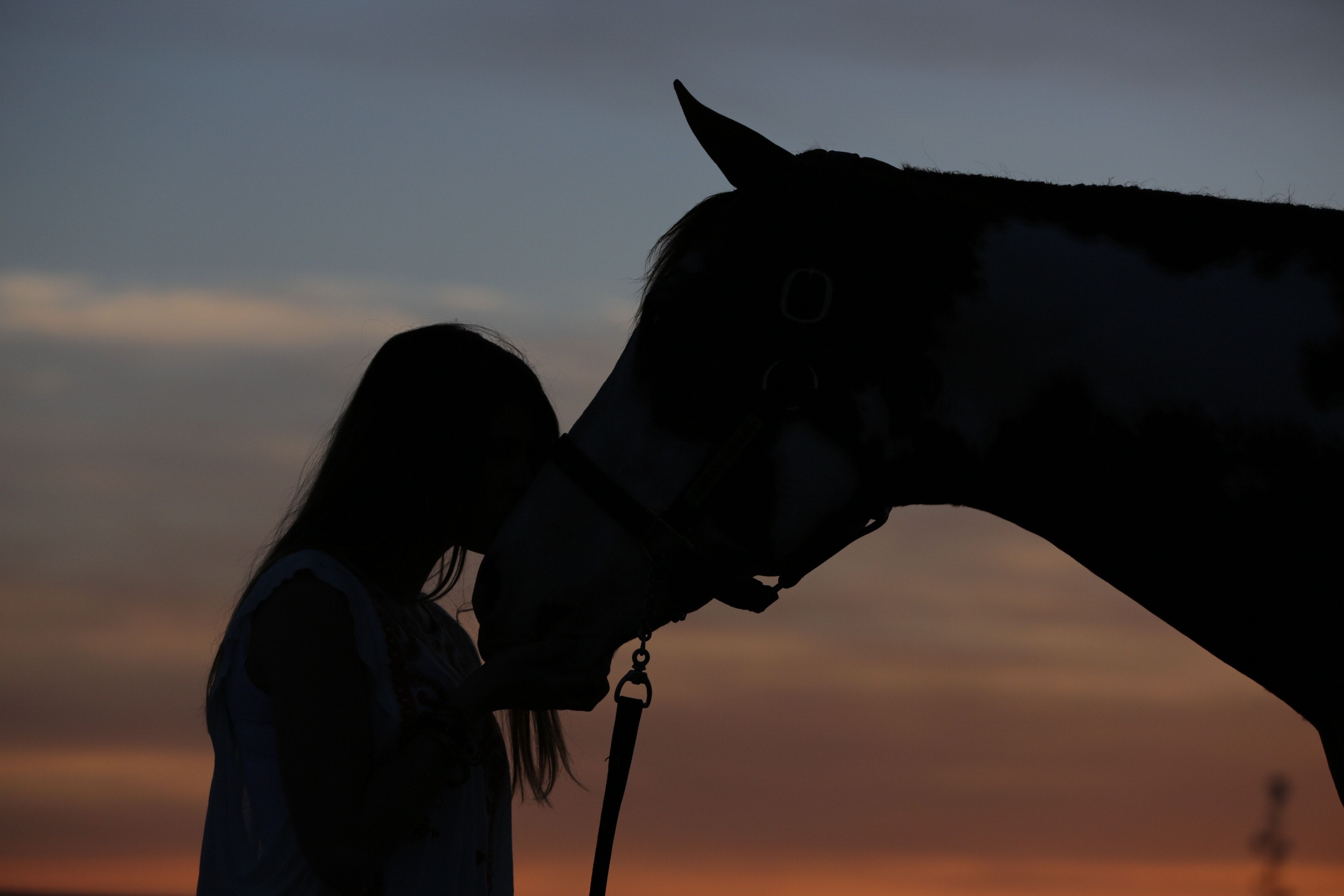 horse and woman silhouette free image