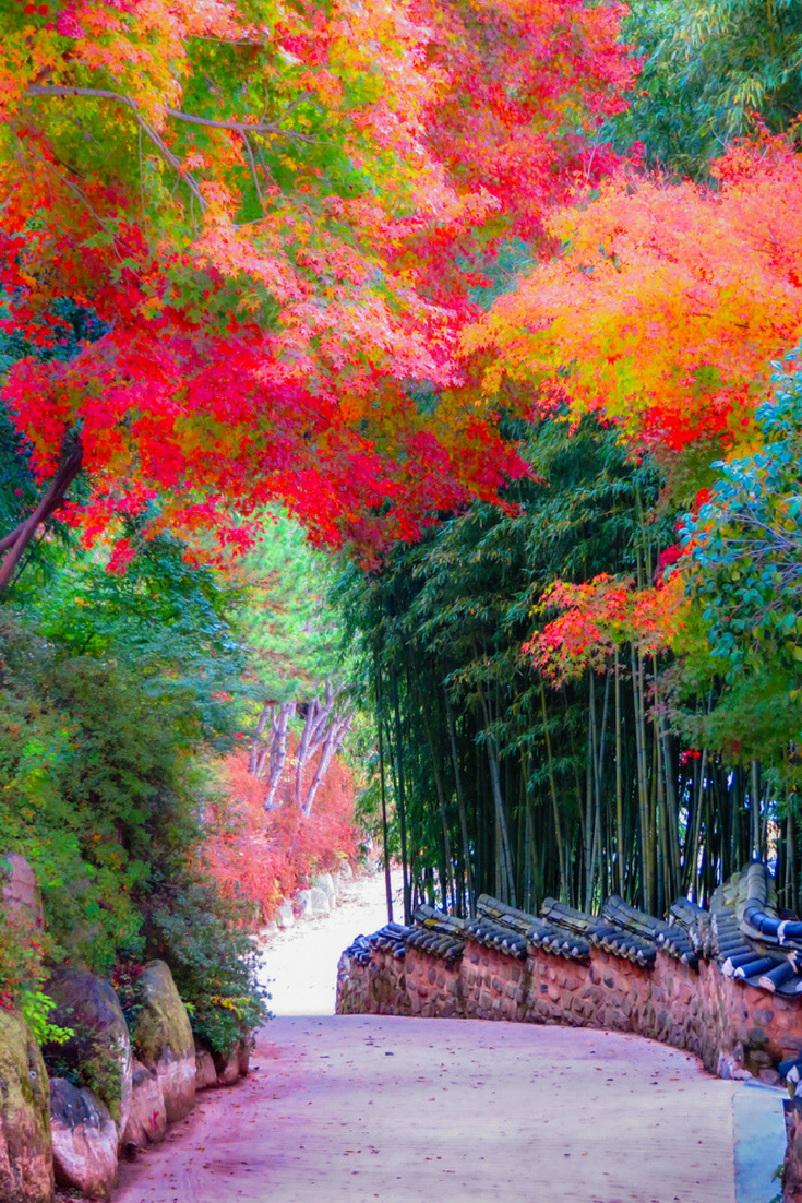 The incredible colors of South Korea during autumn. Just one of the many beautiful things to do and see on a tr. South korea travel, Korea travel, Korea wallpaper