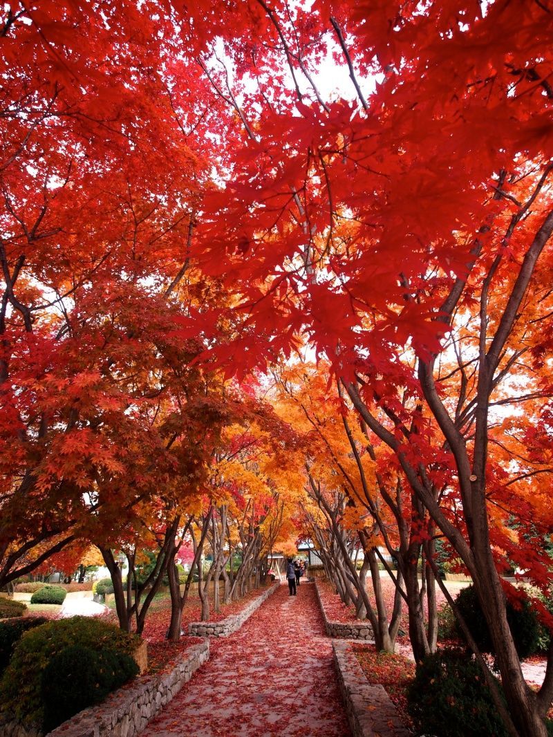 Autumn Leaves in Korea. Autumn in korea, Korea travel, Korea