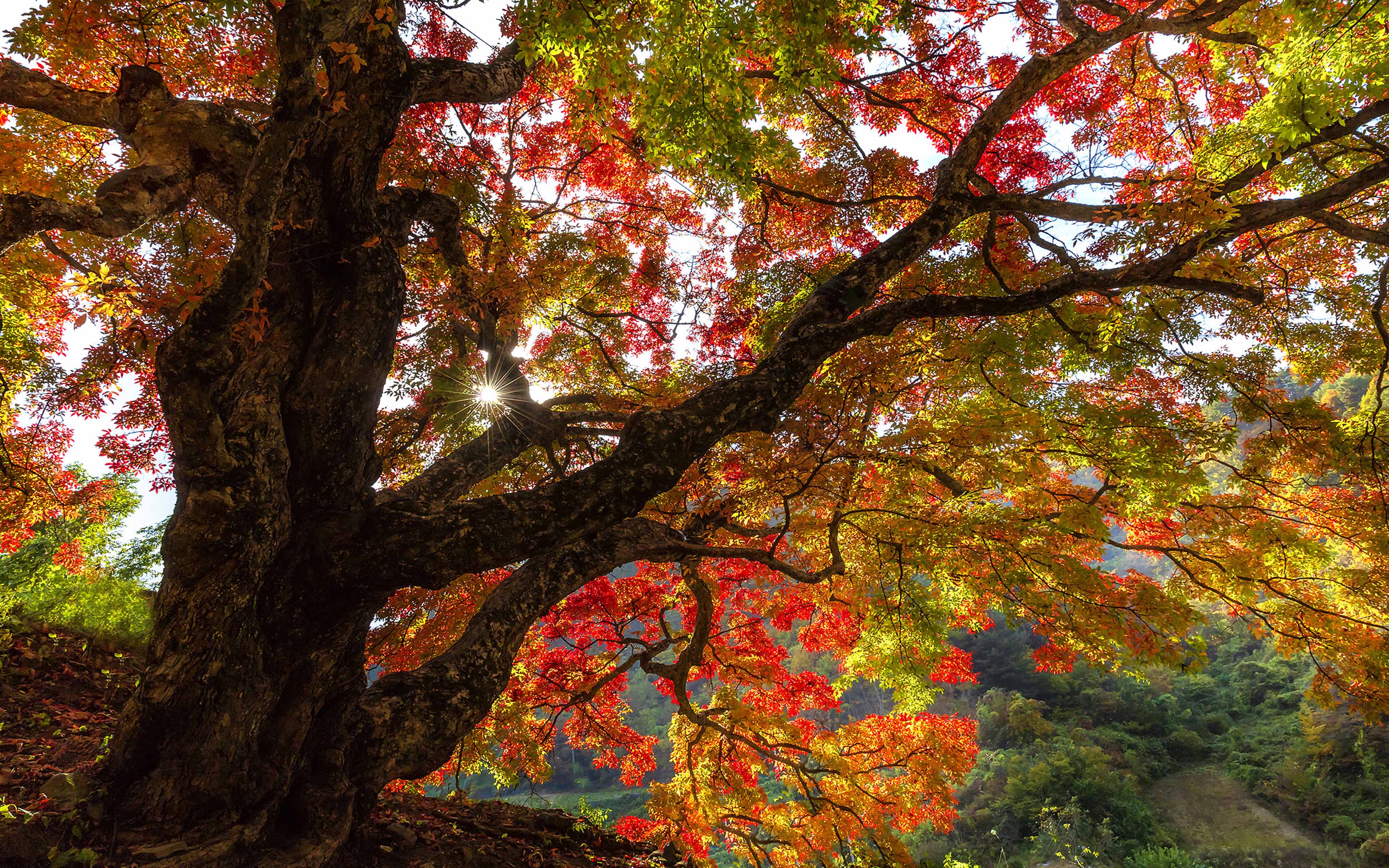 Landscapes Photography Autumn Old Wood Red Leaves Inje South Korea Desktop HD Wallpaper For Pc Tablet And Mobile, Wallpaper13.com