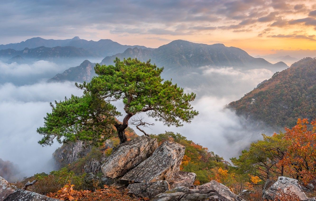 Wallpaper autumn, trees, mountains, South Korea, pine, South Korea, Bukhansan National Park, National Park Bukhansan image for desktop, section пейзажи