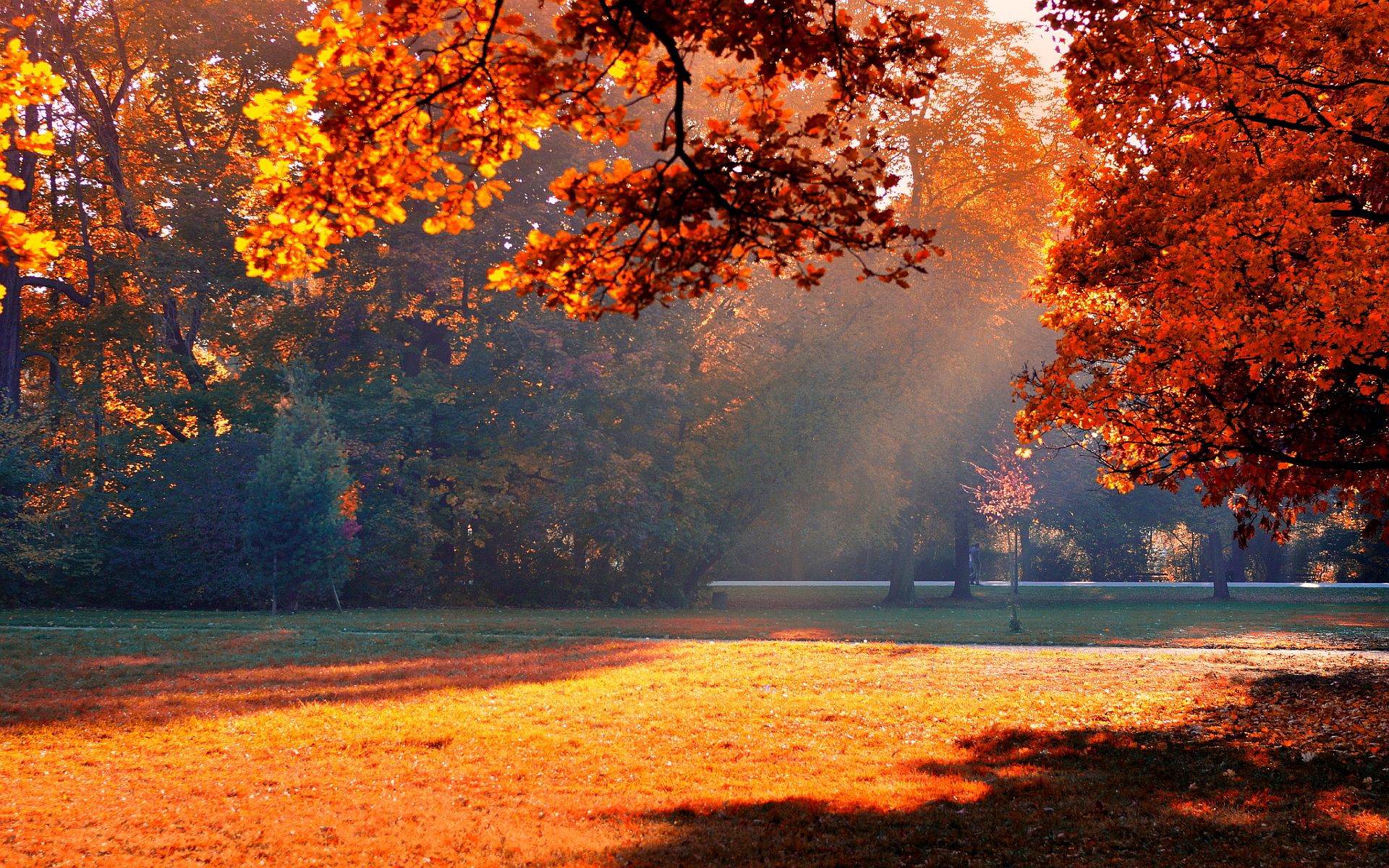 Autumn park sunshine wallpaperx1200