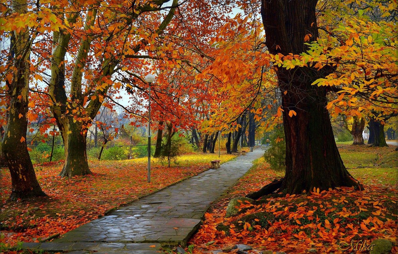 Wallpaper Autumn, Park, Fall, Foliage, Park, Autumn image for desktop, section природа