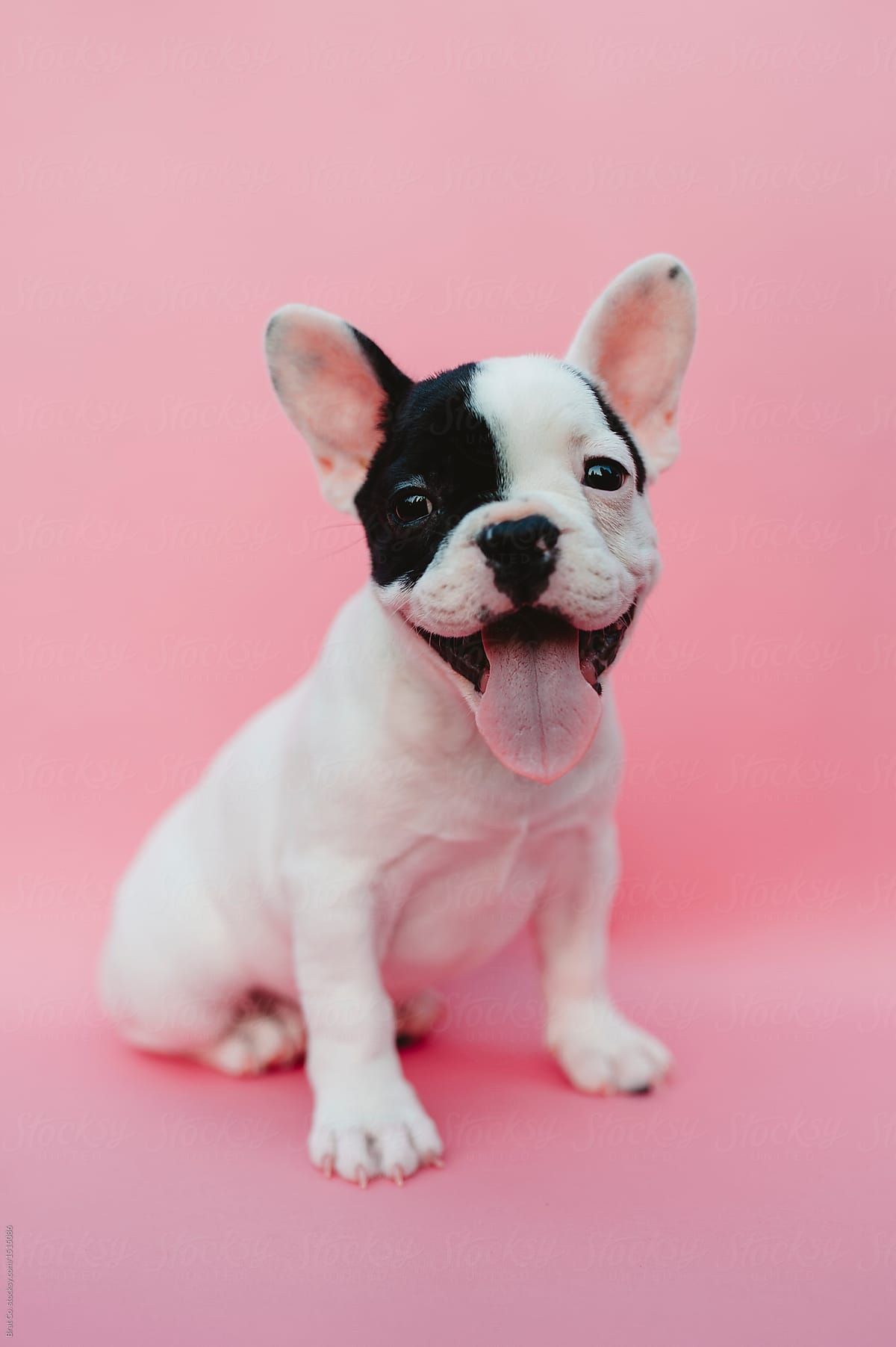 French Bulldog Puppy on Pink Background by Brat Co. for Stocksy United. Bulldog puppies, French bulldog puppy, Pink puppy