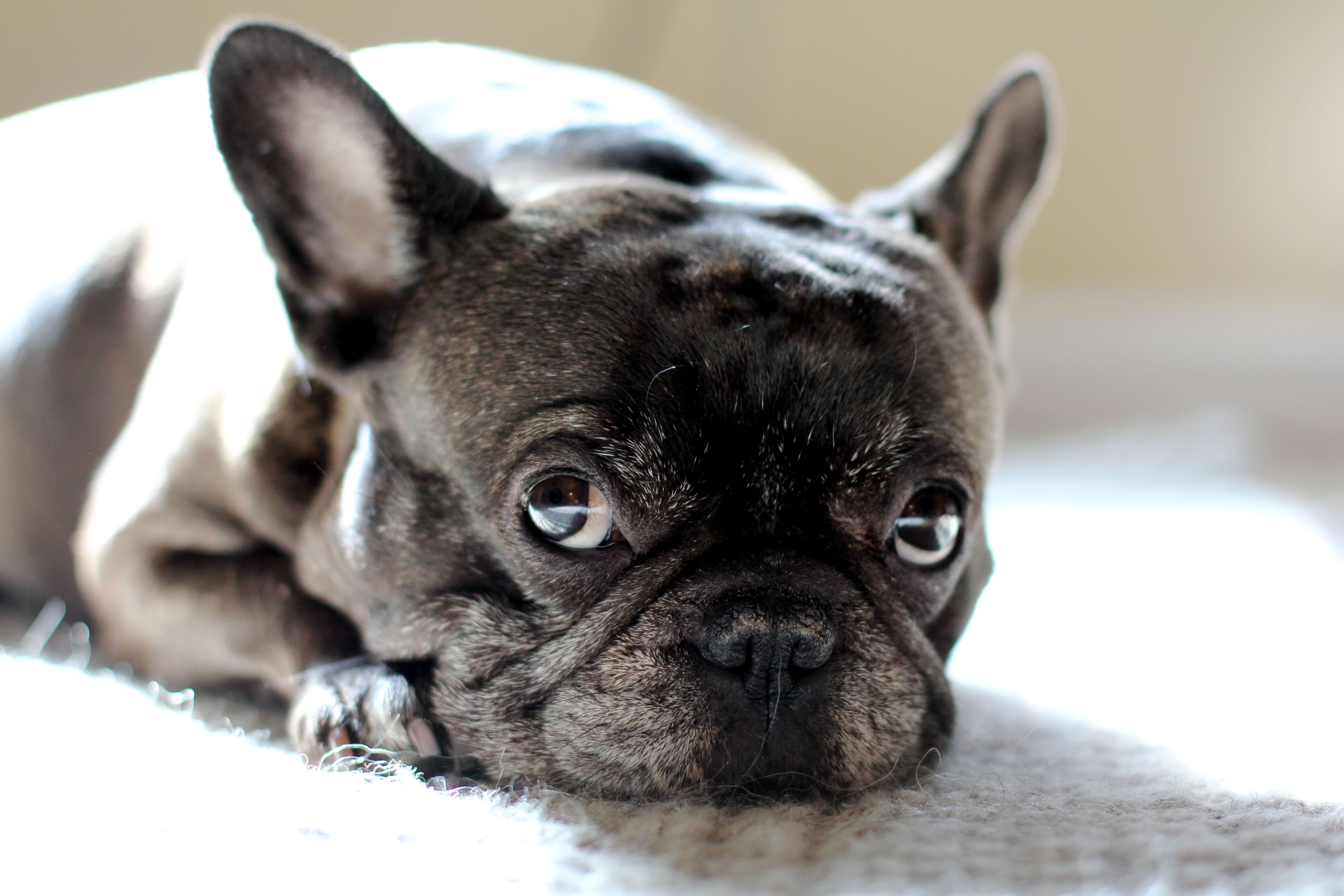 Cute French Bulldog Puppy Wallpaper