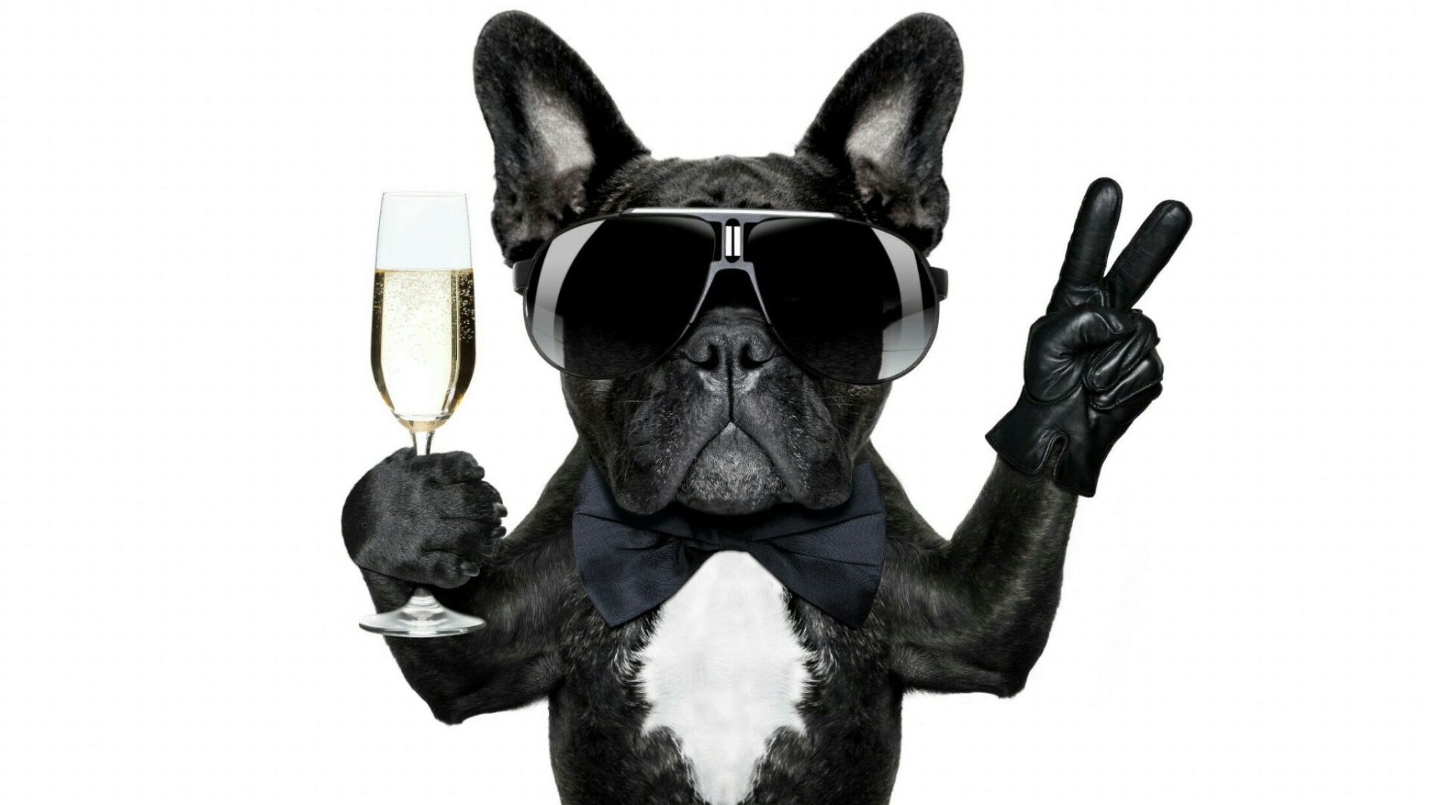 Dog wallpaper, celebrate, champagne, dog breed, snout, eyewear, french bulldog • Wallpaper For You HD Wallpaper For Desktop & Mobile