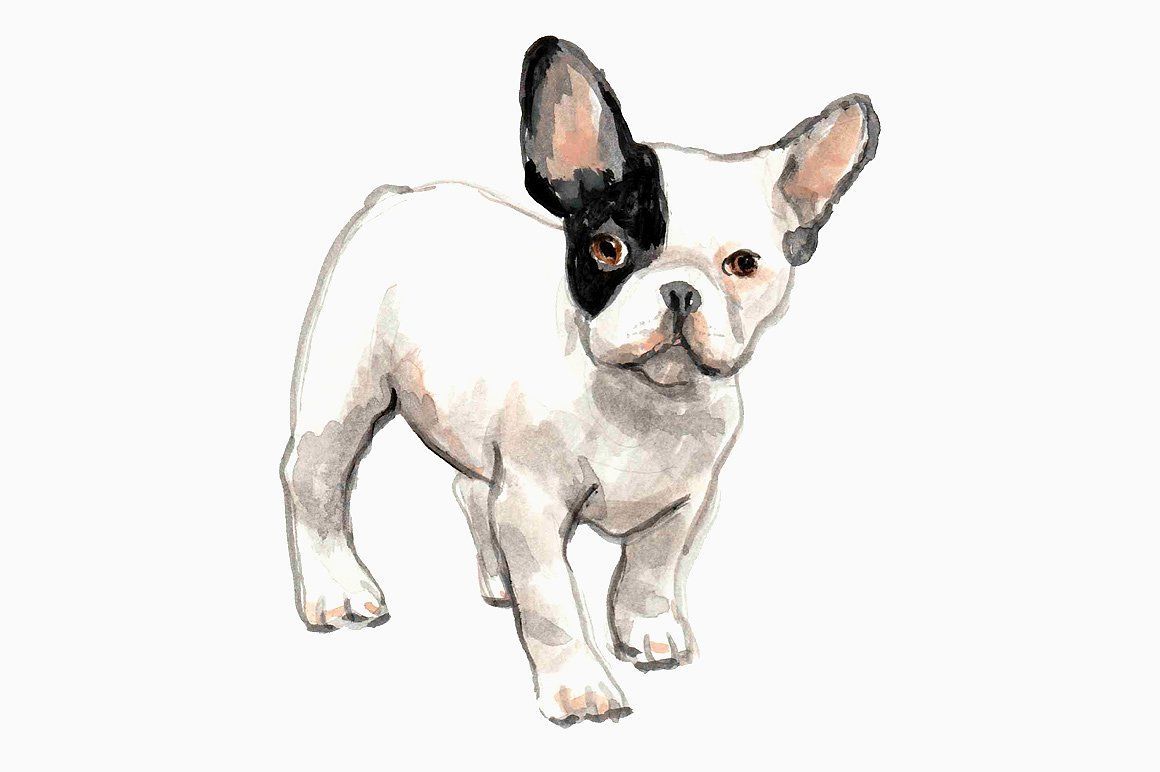 Black and White French Bulldogs. French bulldog art, Dog paintings, Corgi art
