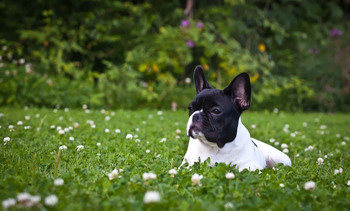 Free download French Bulldog HD Wallpaper [1200x726] for your Desktop, Mobile & Tablet. Explore French Bulldog Wallpaper for Computer. French Desktop Wallpaper, Bulldog Screensaver and Wallpaper, Cute French Bulldog Wallpaper