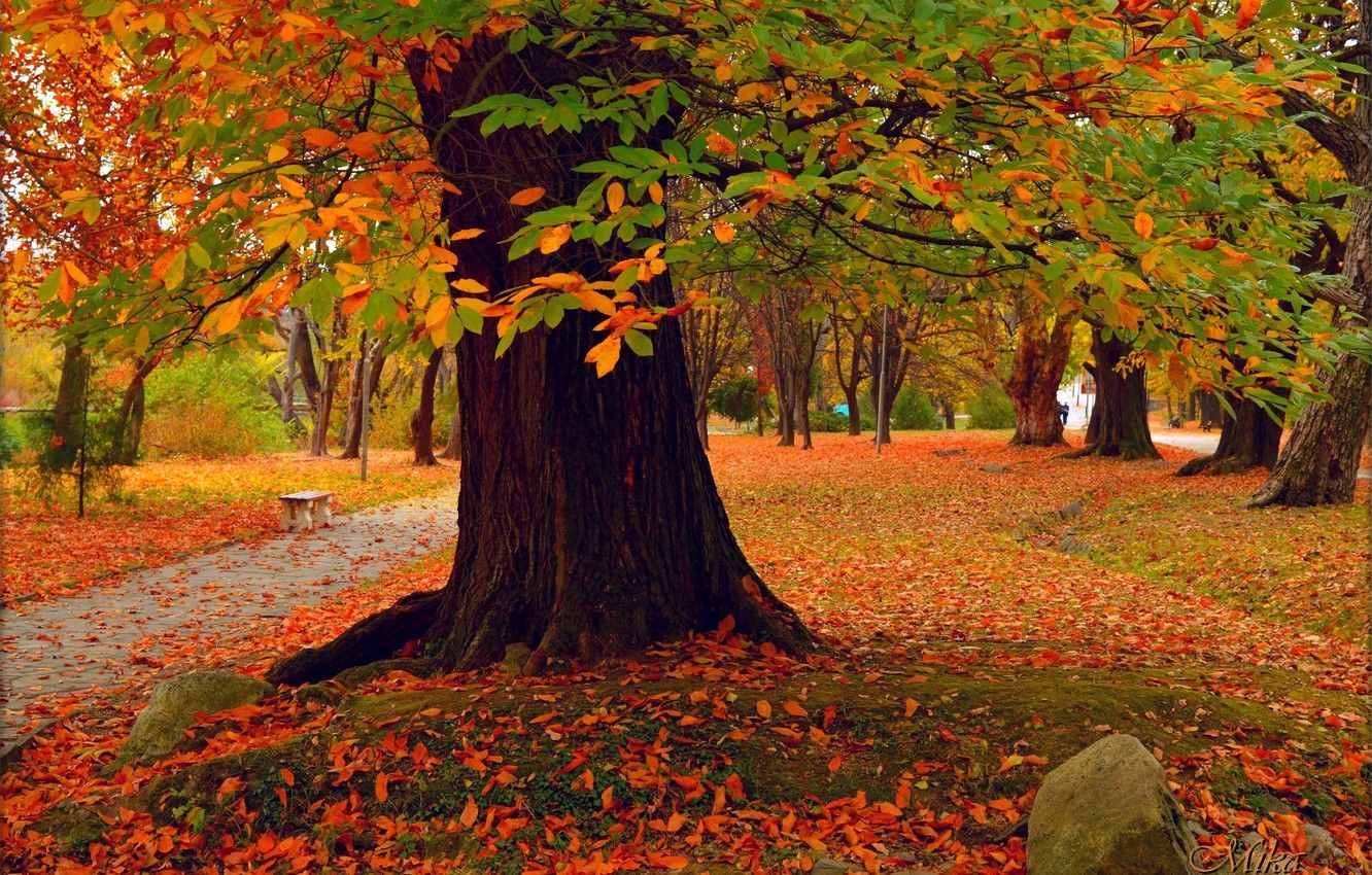 Wallpaper Autumn, Trees, Park, Fall, Park, Autumn image for desktop, section природа