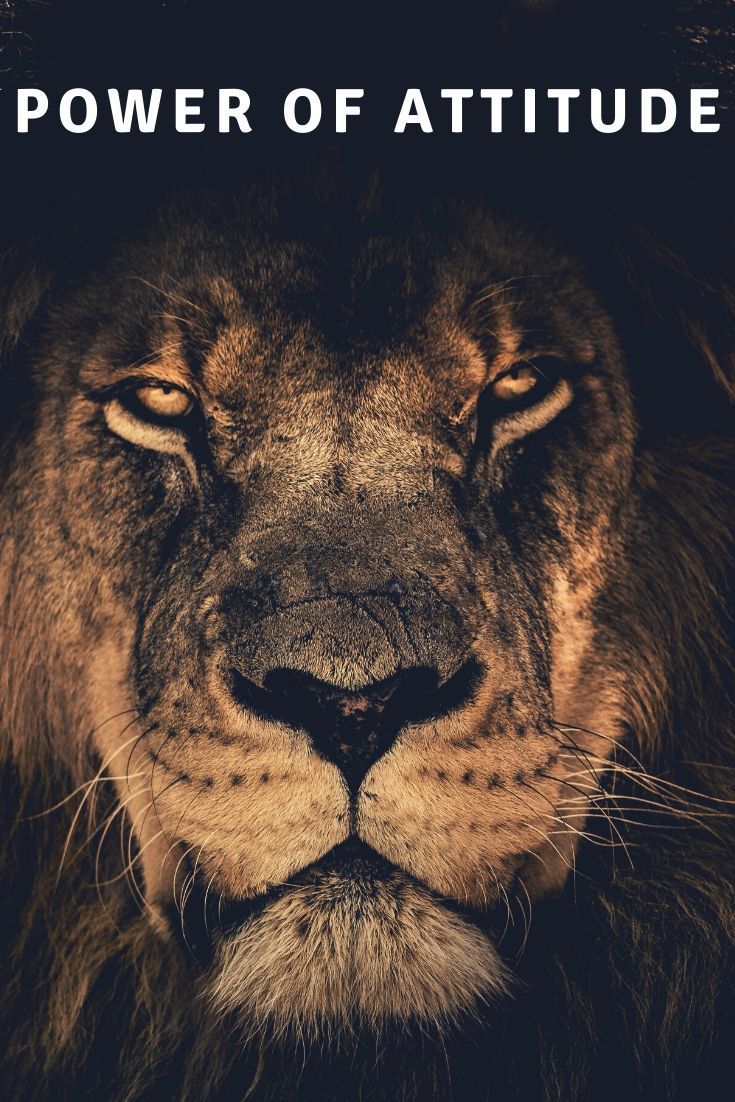 Power Of Attitude. Lion picture, Animal wallpaper, Lion wallpaper