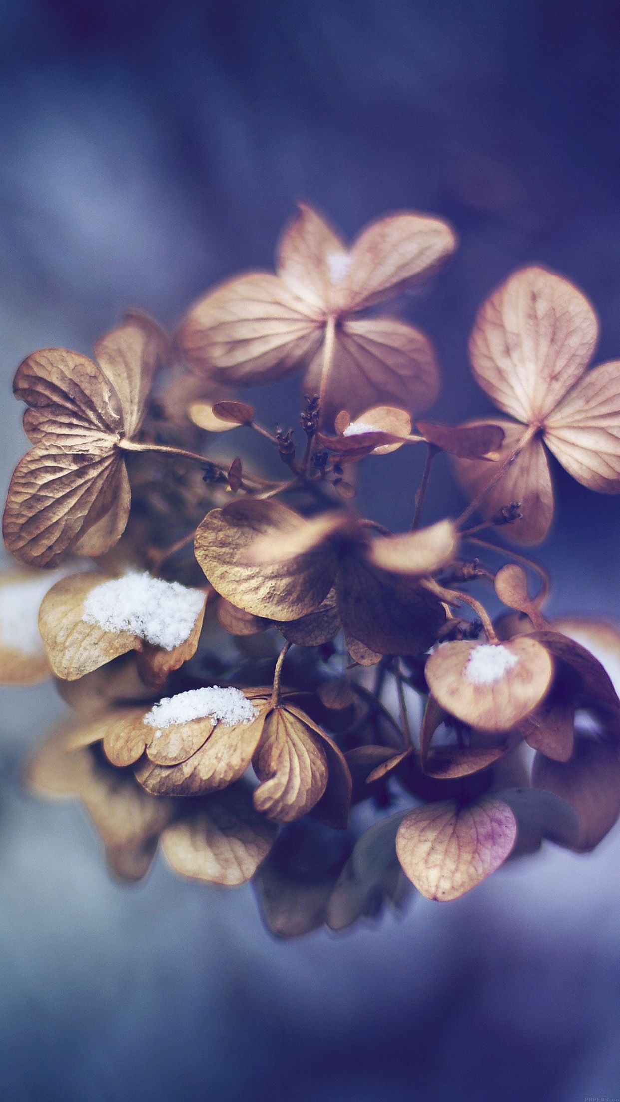 Snow flower winter bokeh nature Download Free Wallpaper for iPhone 6, 7, 8