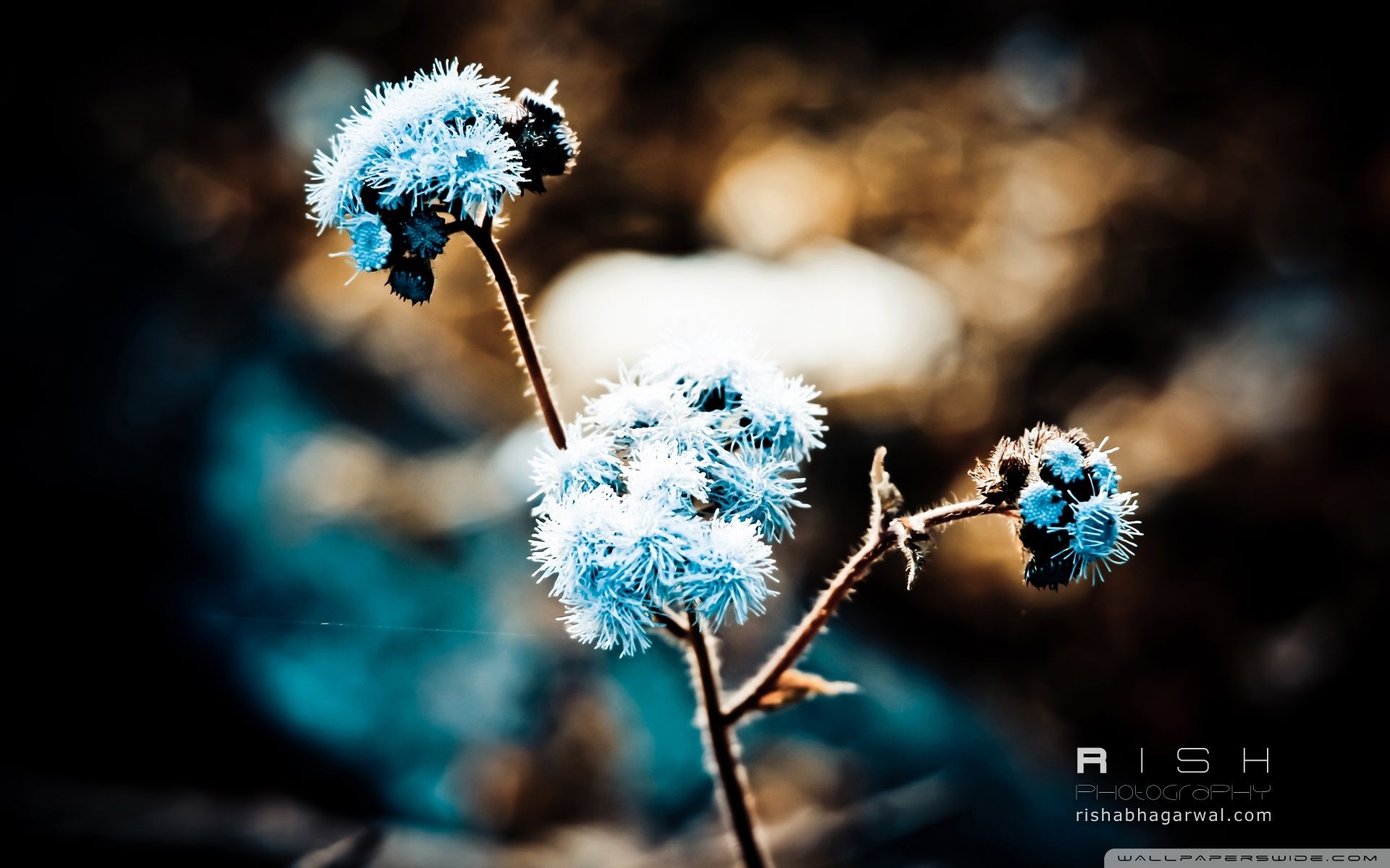 Winter Flowers Ultra HD Desktop Background Wallpaper for 4K UHD TV, Tablet