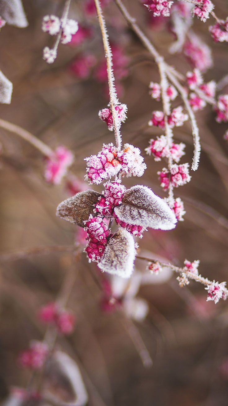 Winter Flower Phone Wallpapers - Wallpaper Cave