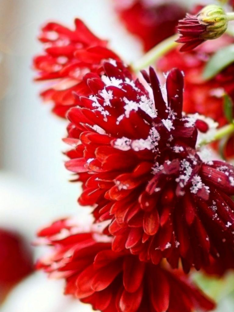 Free download Winter Flower wallpaper 1920x1080 66780 [1920x1080] for your Desktop, Mobile & Tablet. Explore Winter Flowers Wallpaper. Winter Flowers Wallpaper, Wallpaper Flowers, Background Flowers