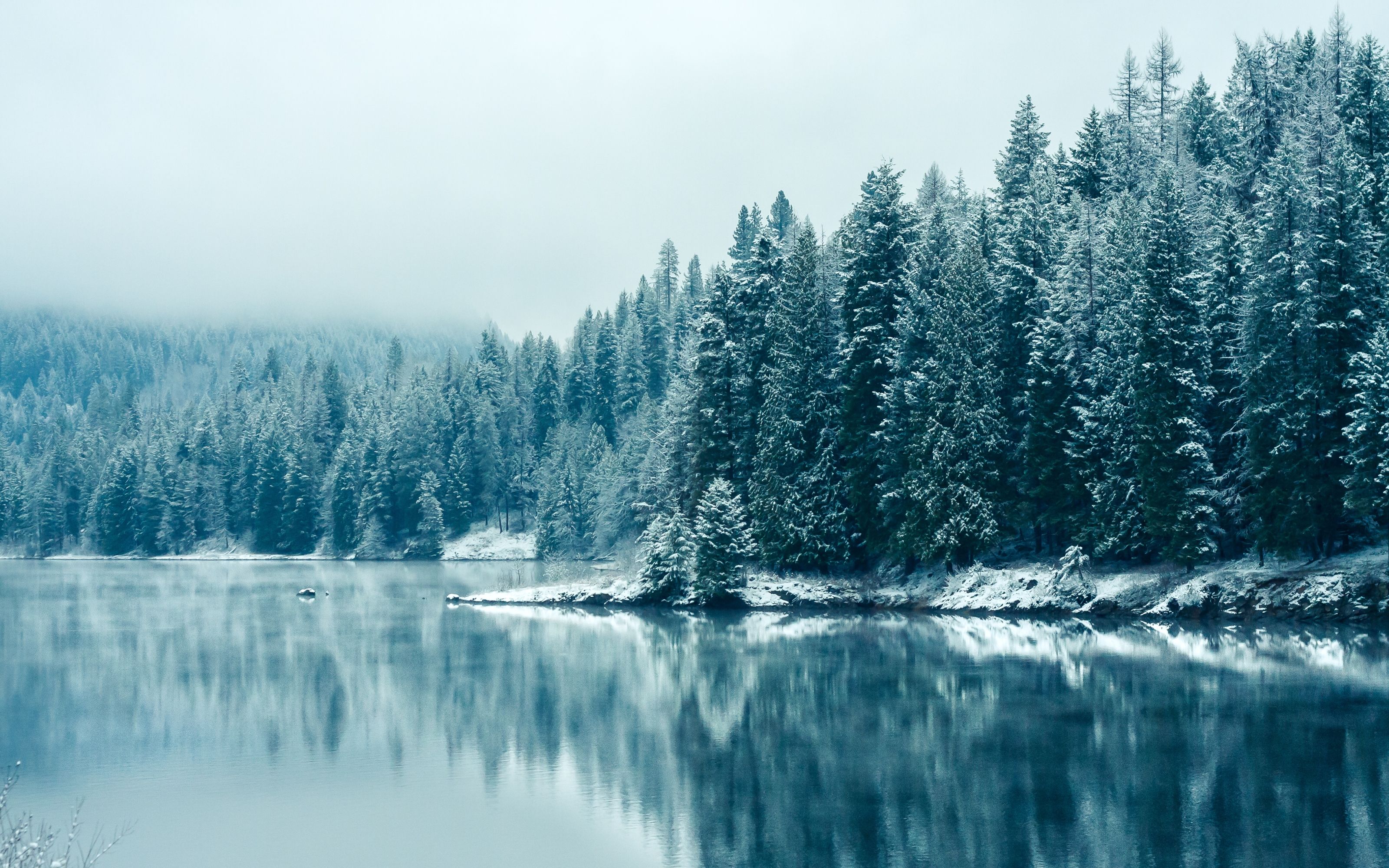 Winter Forest HD Wallpaper Free Winter Forest HD Background