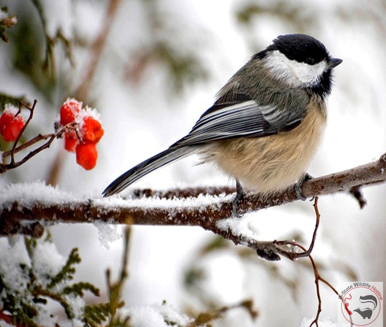 Chickadee Wallpaper Free Chickadee Background