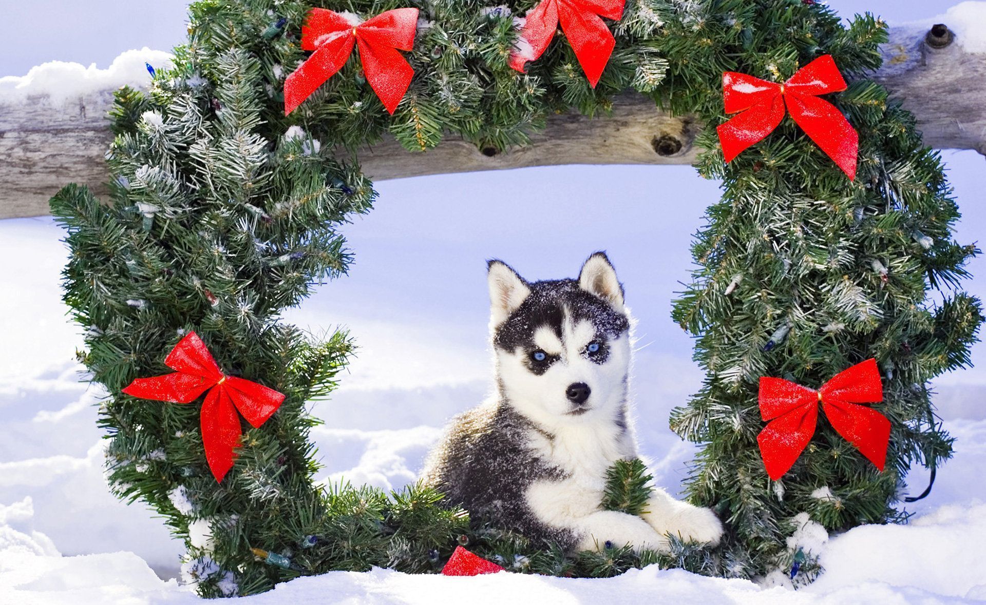 aww! cutest husky ever!. Dog breeds picture, Dog holiday, Christmas dog