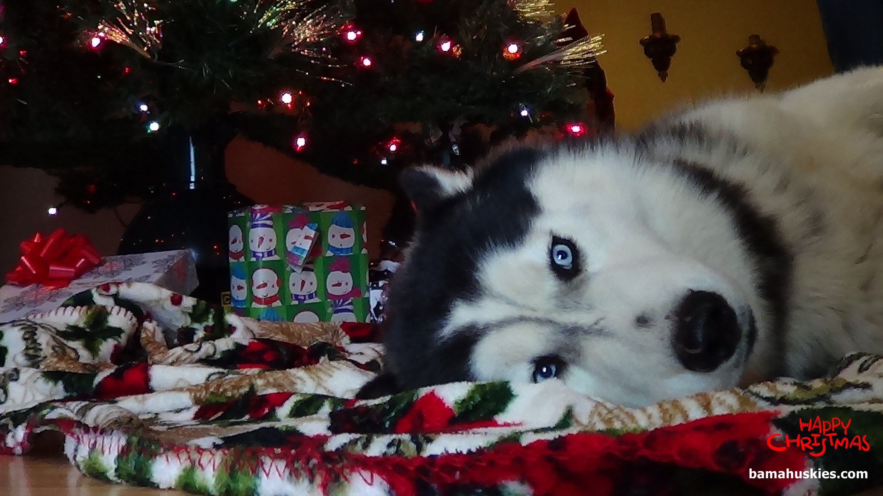 christmas husky puppies wallpaper