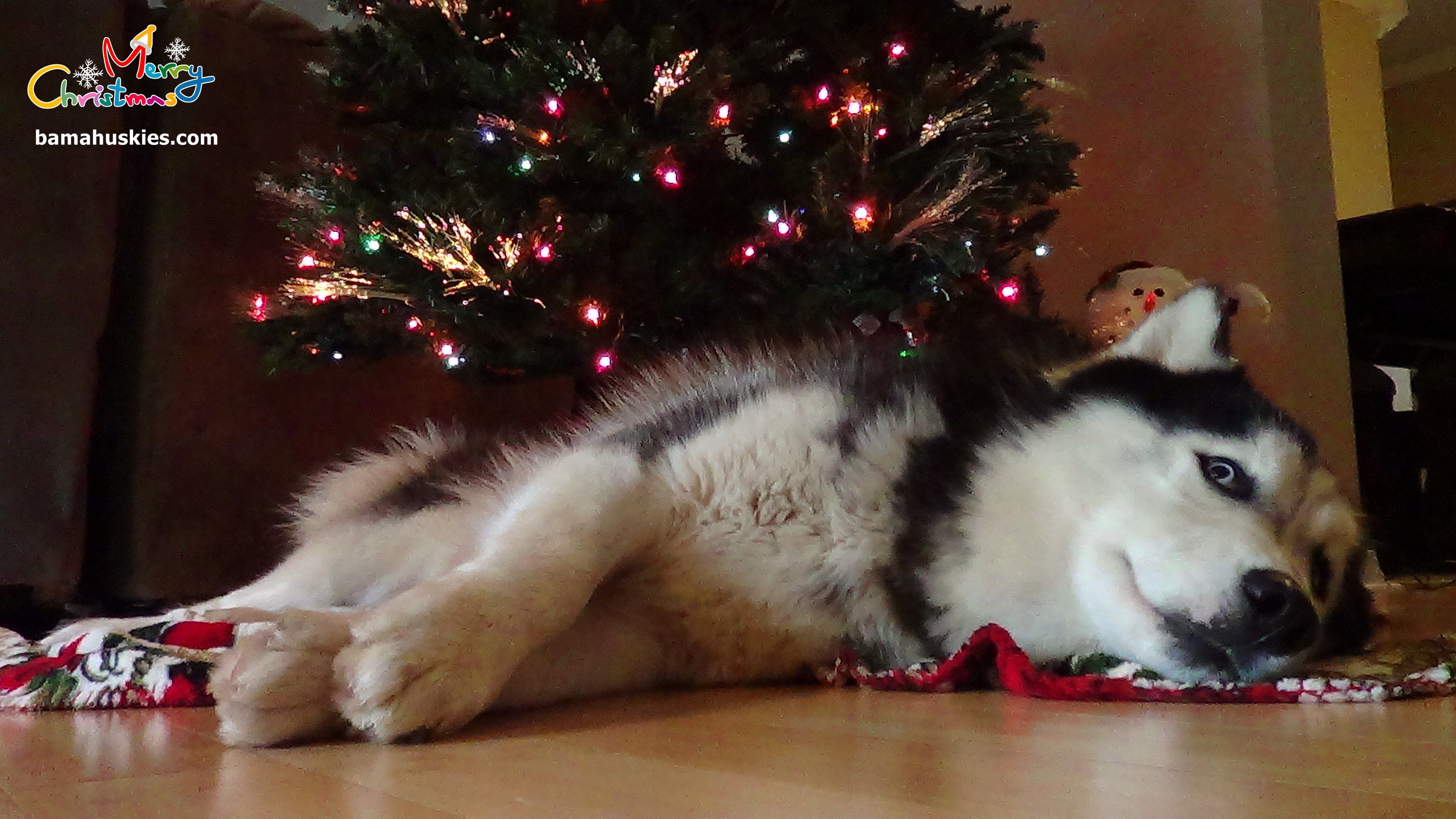 Christmas Siberian Husky Picture