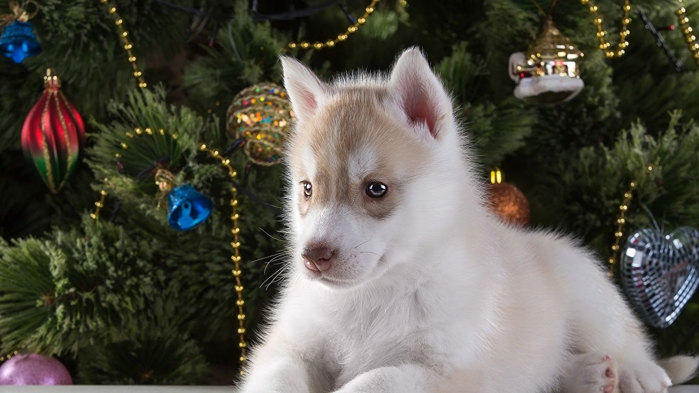 Picture Husky Puppy Dogs animal 1366x768