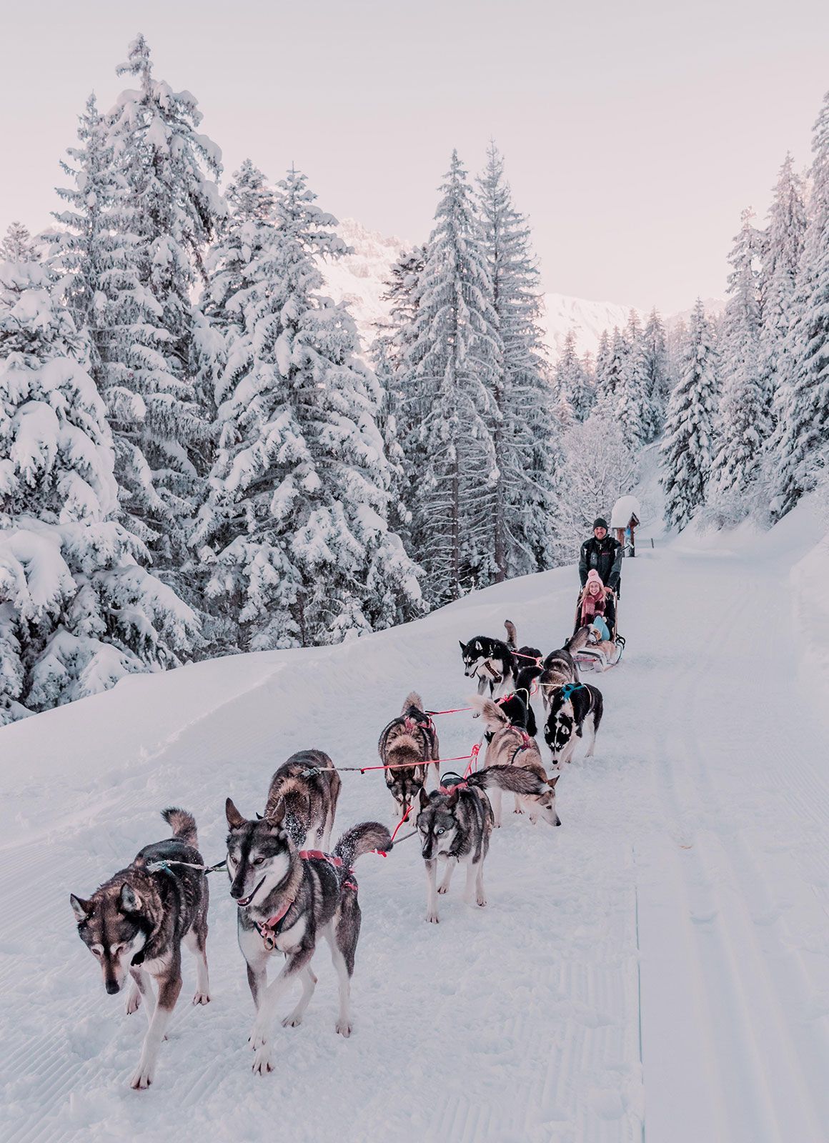 Snow Glamping Husky Sledding Switzerland Whitepod Hotel. Huskies sled, Husky, Sled