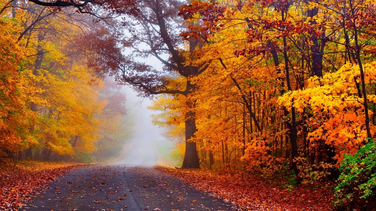 Autumn road nature fall trees woods forest mist autumn splendor leaves wallpaperx1148