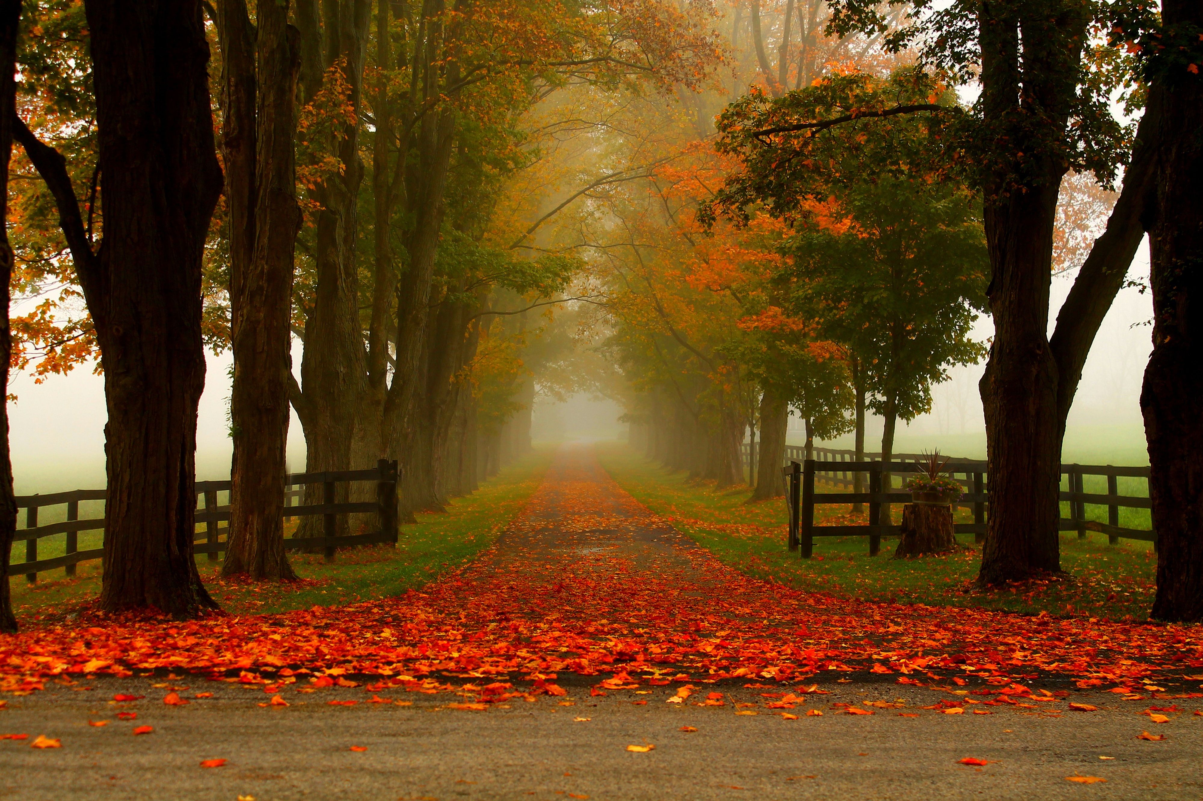 trees, forest, woods, autumn, autumn splendor, leaves, fall, nature, mist, fog wallpaper