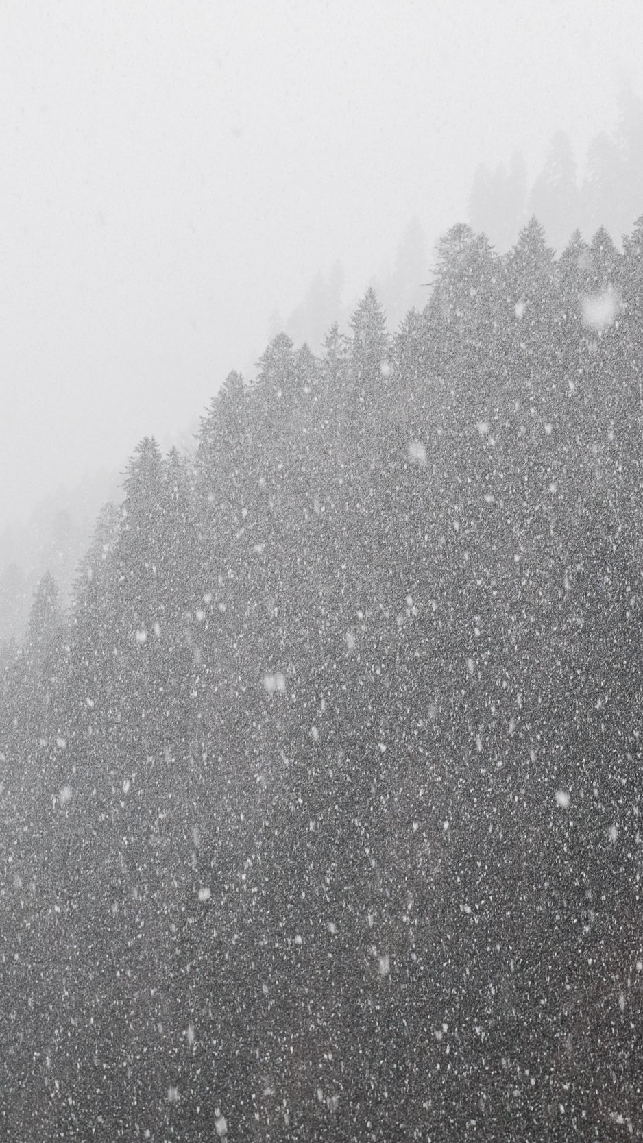 Download Wallpaper 938x1668 Forest, Snowstorm, Bw, Winter, Snow Iphone 8 7 6s 6 For Parallax HD Background